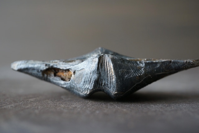 ベルギー産腕足類化石 Cyrtospirifer verneuili 1956