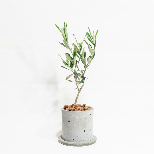 ≪ 観葉植物 ≫窓辺におすすめ｜オリーブ・ネバディロブロンコの鉢植え｜ざらっとした風合いの手づくりモルタル鉢
