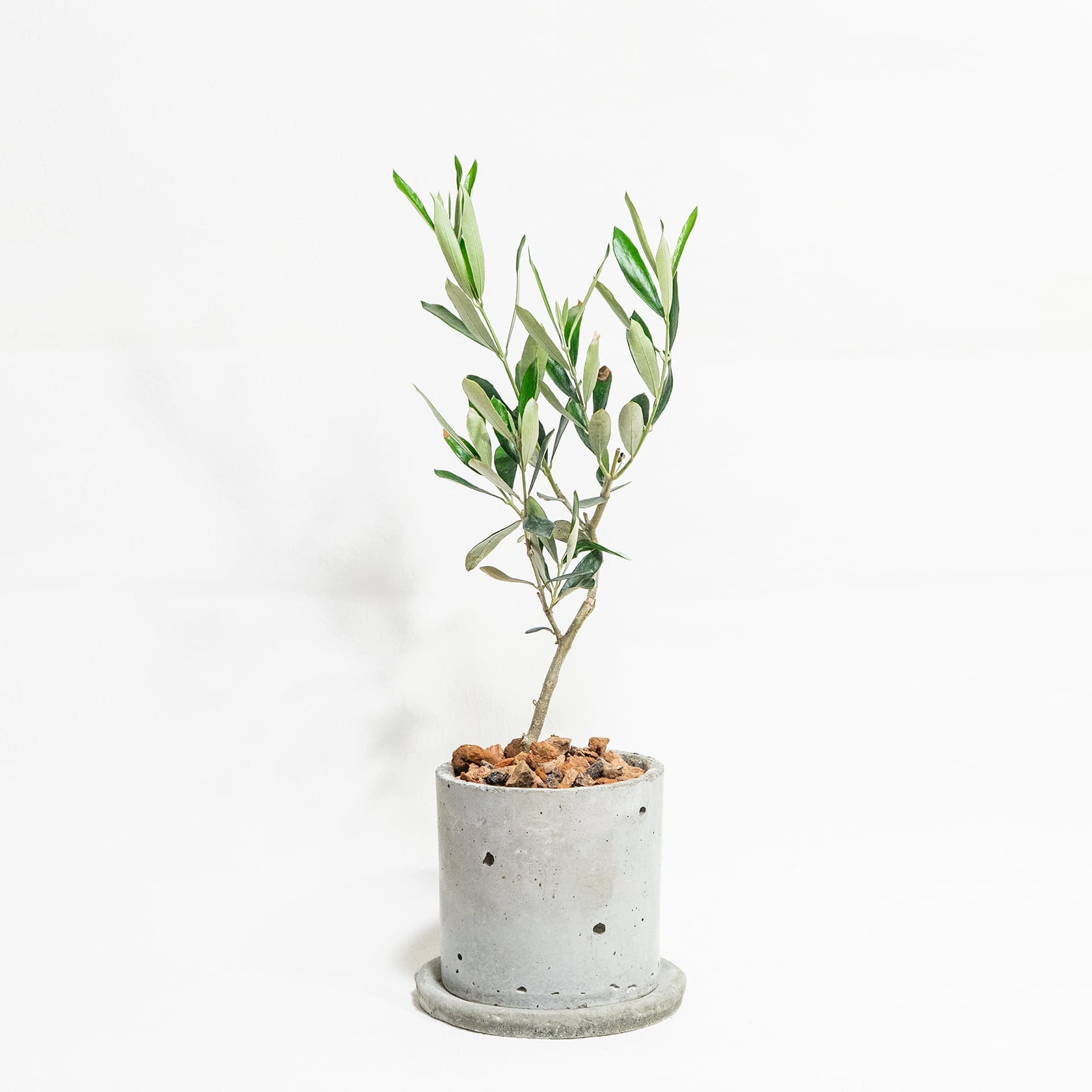 ≪ 観葉植物 ≫窓辺におすすめ｜オリーブ・ネバディロブロンコの鉢植え｜ざらっとした風合いの手づくりモルタル鉢