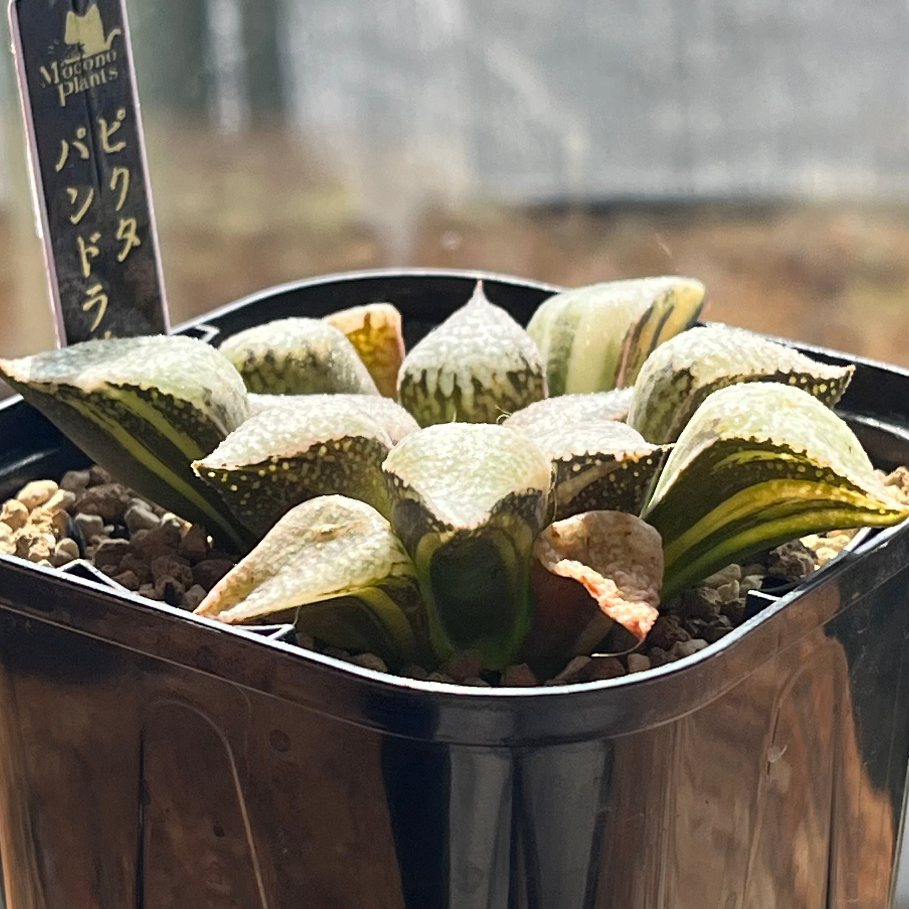 ハオルチア ピクタ パンドラ錦 | mocono_plants