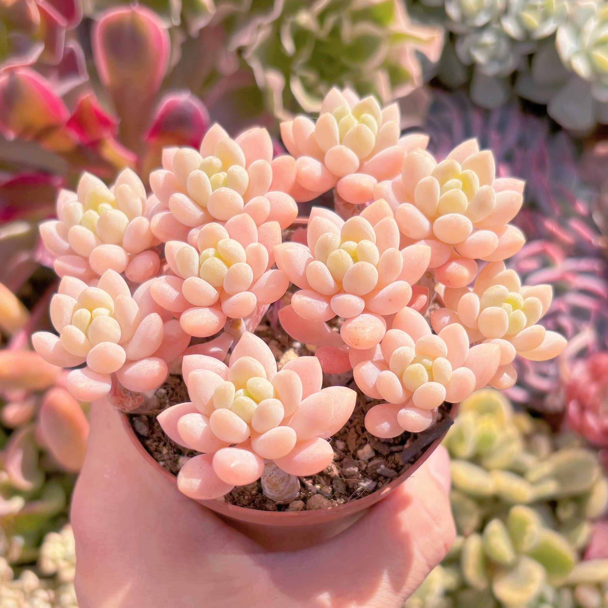 現品　ピンクロココ#509　群生　るる農園