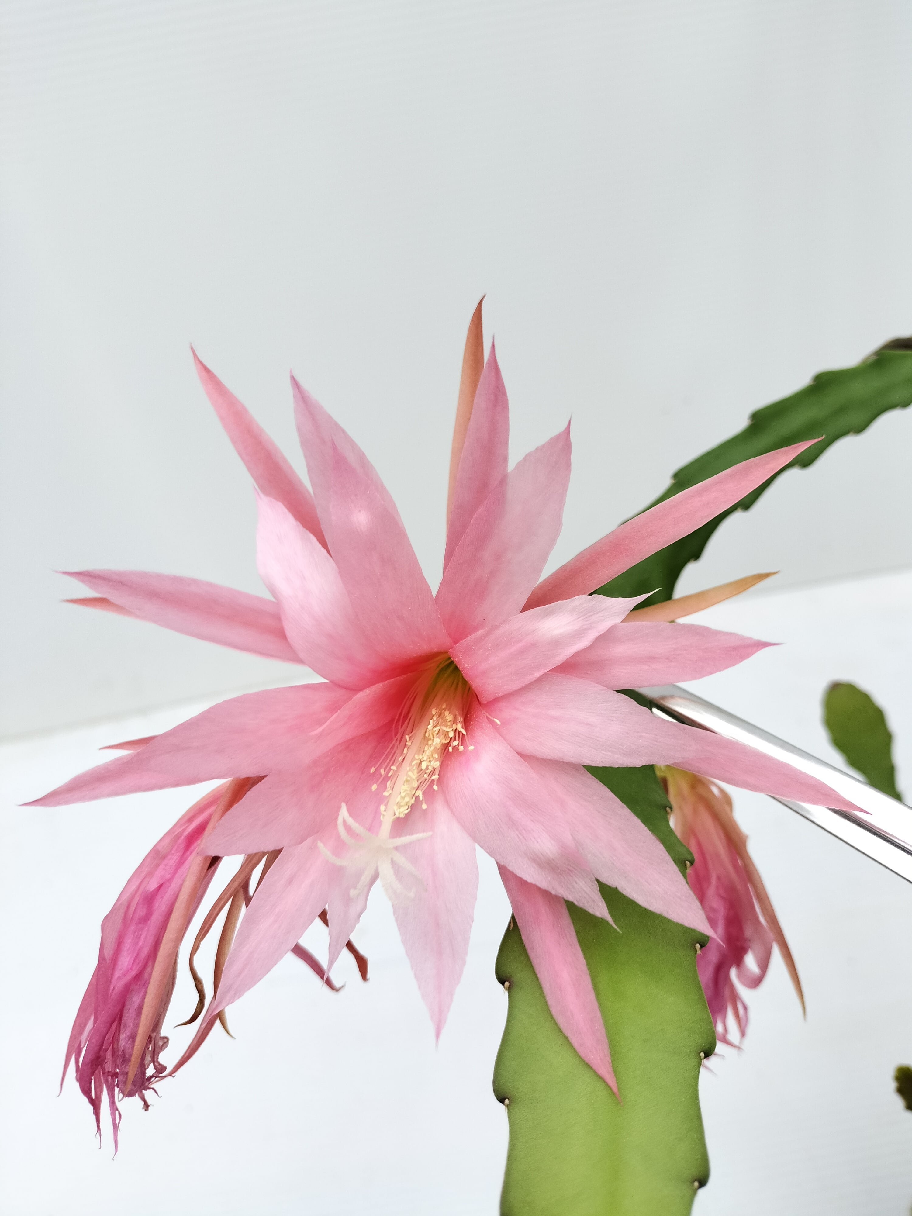 Epiphyllum hybrid ′白狐の精′ 10．5cmPOT 3．5号鉢