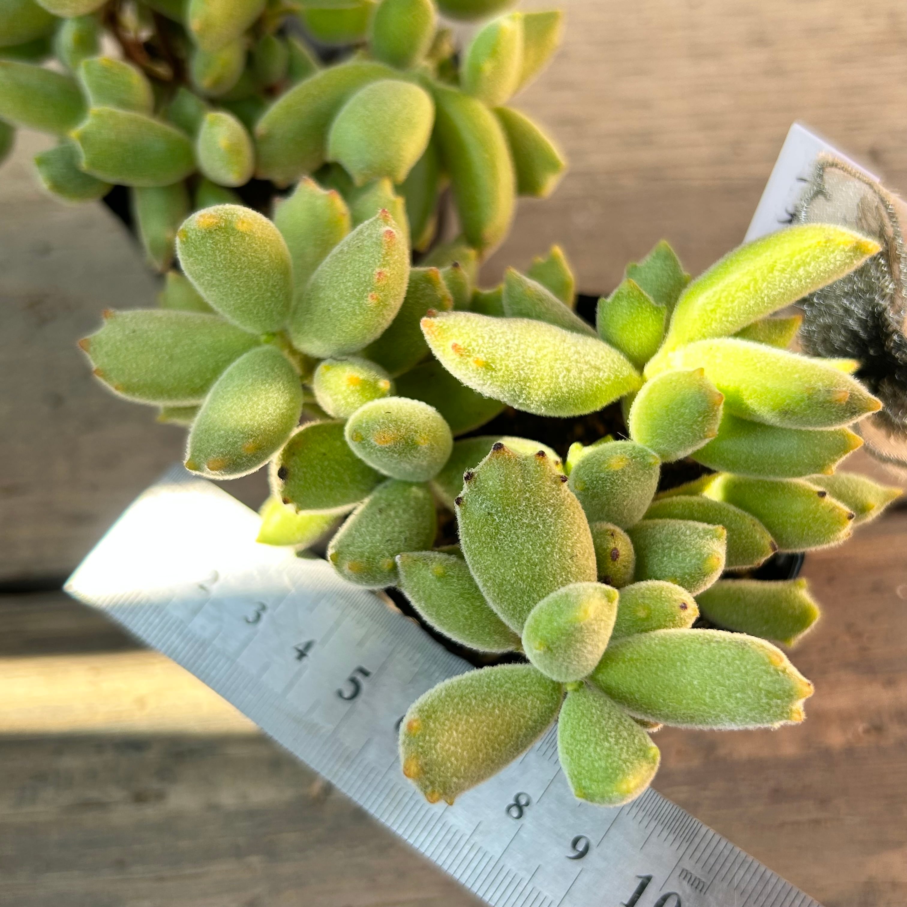 多肉植物 子猫の爪 抜き苗 子猫の爪 雑な私の育て方【多肉植物】│はちクラブ