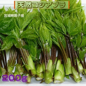 山菜 早期予約 宮城県奥羽山麓産 天然山菜 山菜の女王　こしあぶら 200ｇ 自然の恵み　限定販売 送料無料
