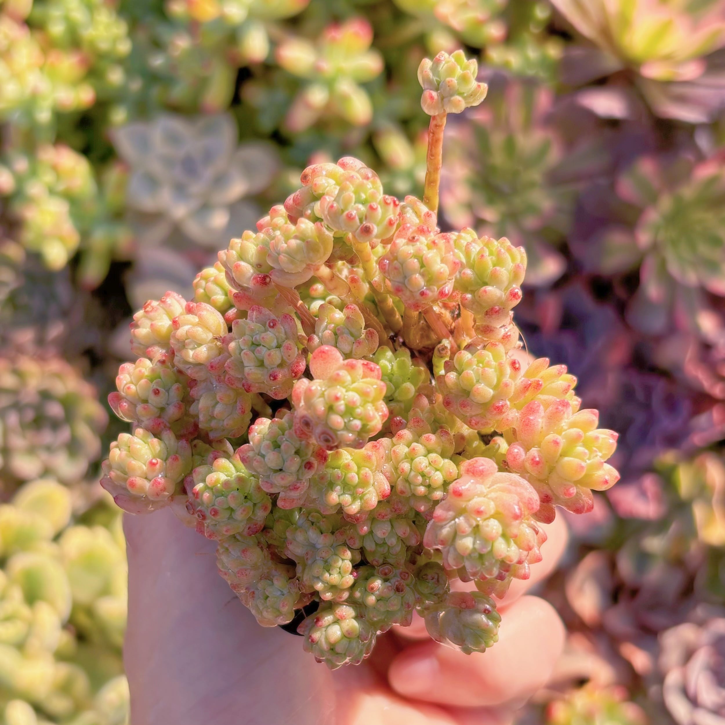 現品　Flower Group Variegata#M097　るる農園