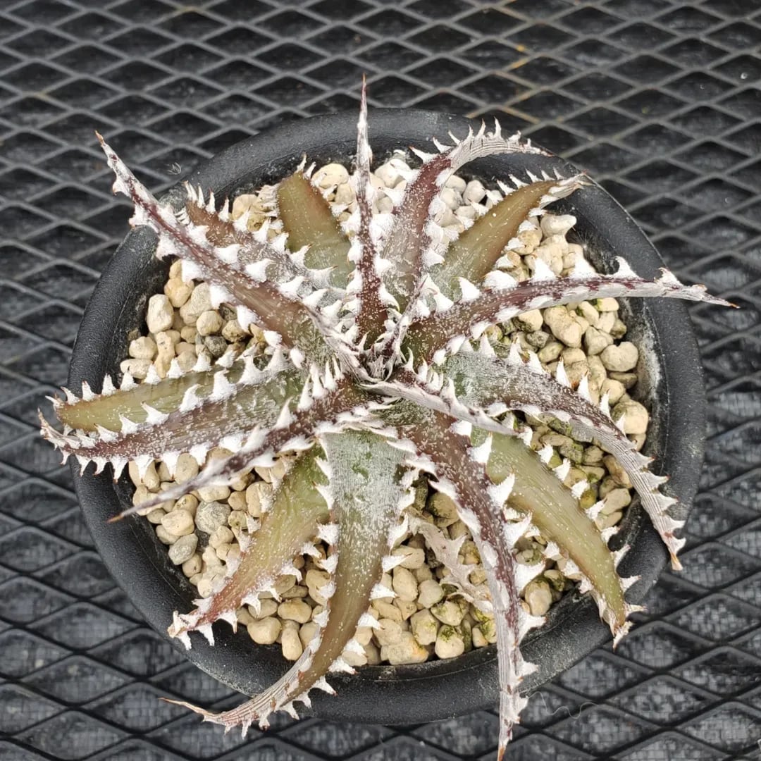 Dyckia（ディッキア） | レアプランツ通販サイトPlants Maniax