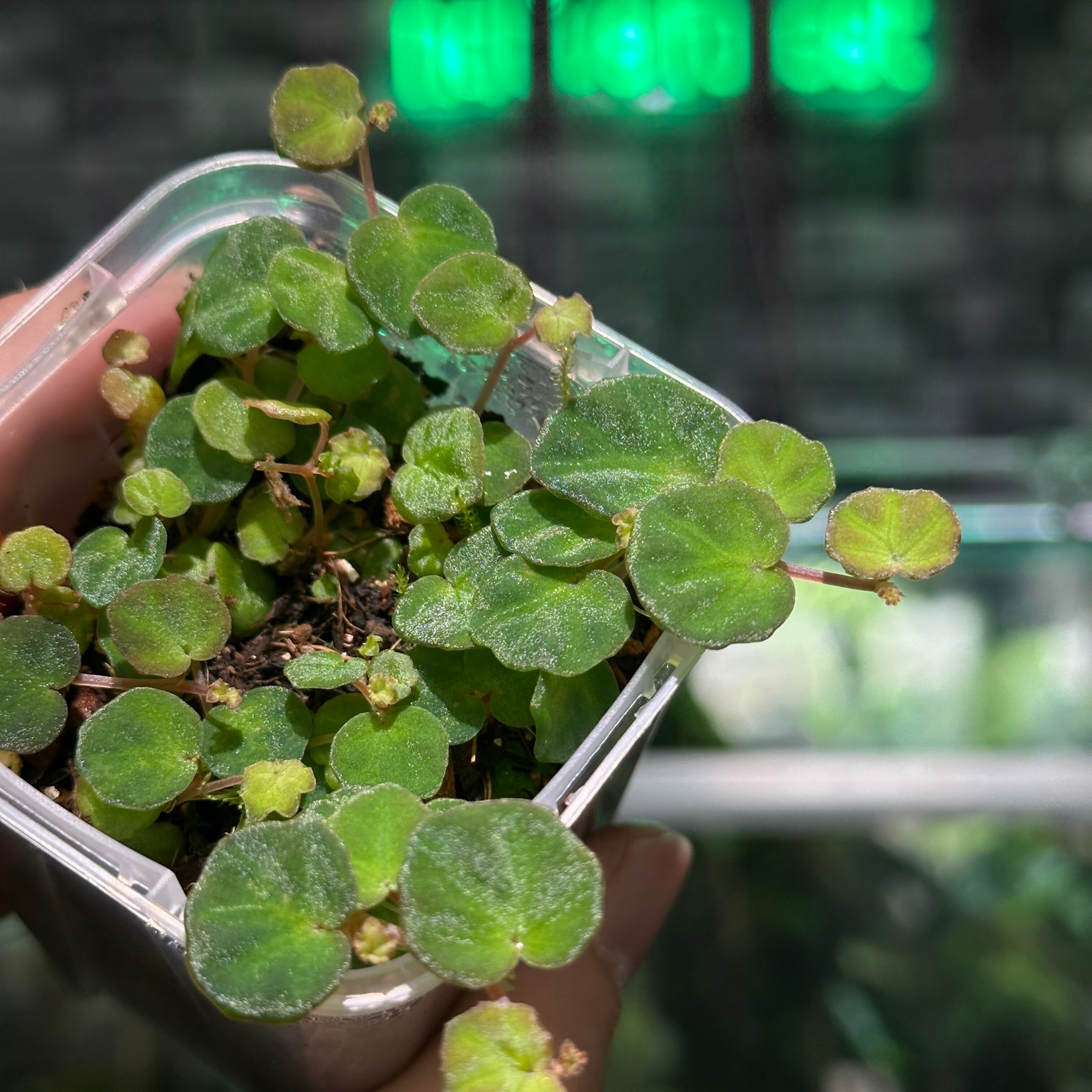 Begonia lichenora | ベゴニア専門 オンラインショップ powered by BASE