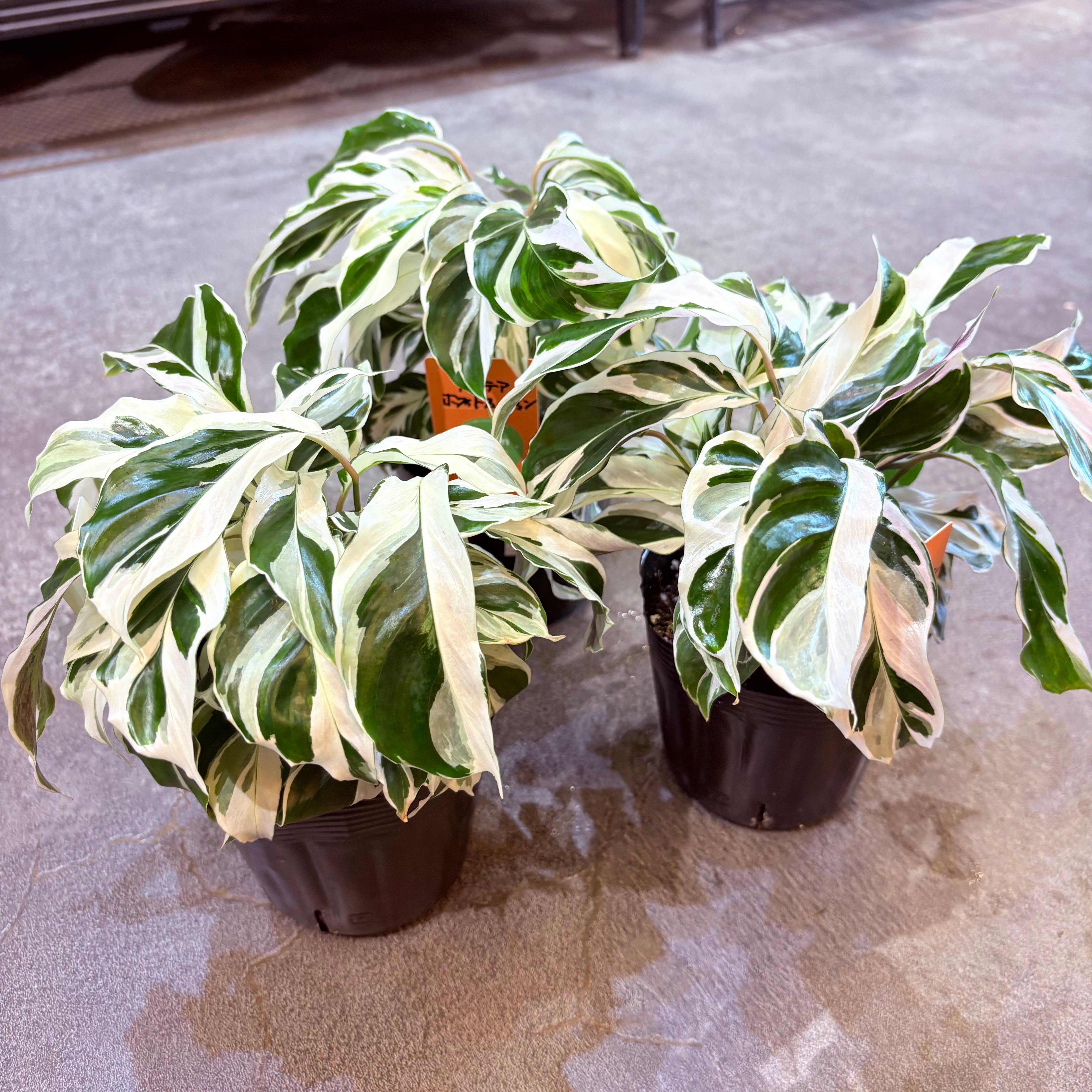 パルテオン ホワイト 6035 E02/中古品 カラテア ホワイトフュージョン 3.5号 | Green Vibes 宇都宮市の観葉