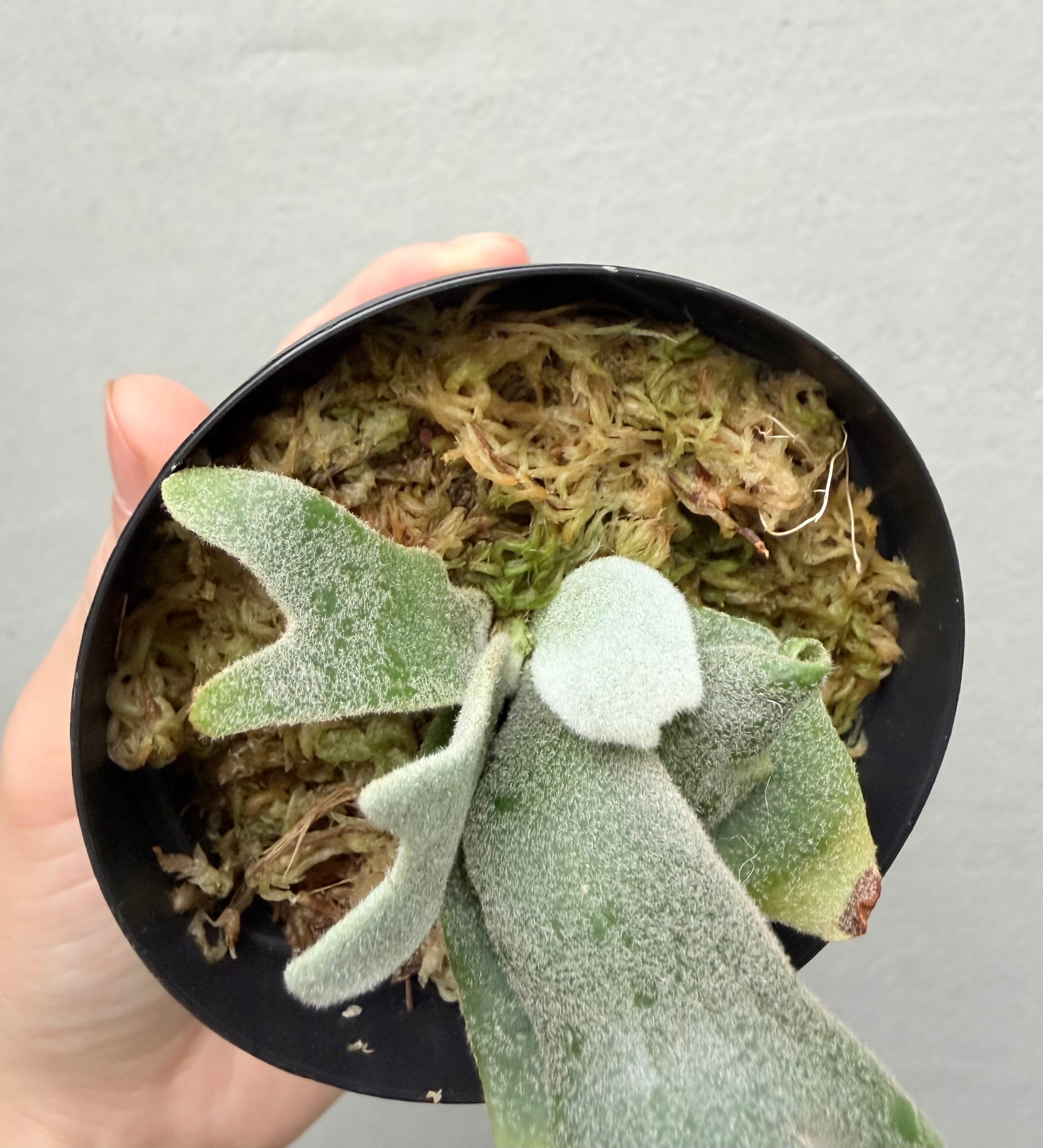 c) P. willinckii 'Snow Elf'× P. Willinckii 'Daily queen' spore
