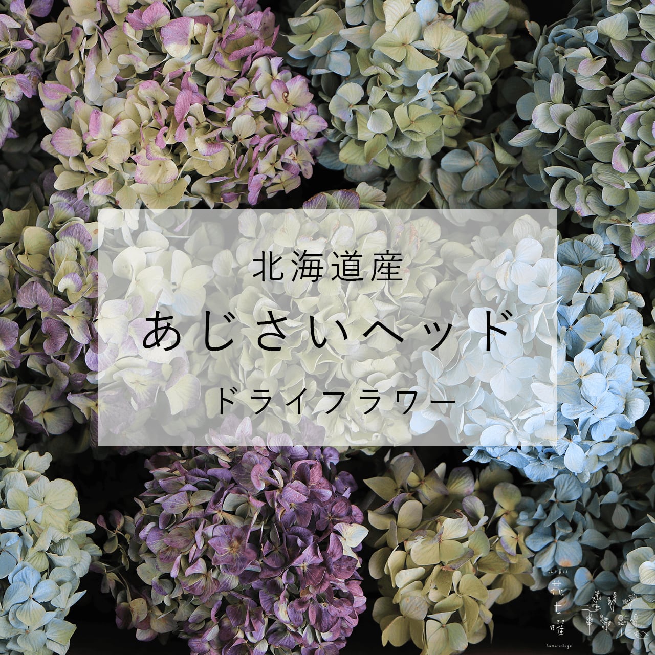 ドライフラワー あじさい ヘッド（アジサイヘッド）/北海道産 ドライフラワー ブルー グリーン 系 | 富良野 花七曜 | ドライフラワー リース  スワッグ 焼菓子 powered by BASE