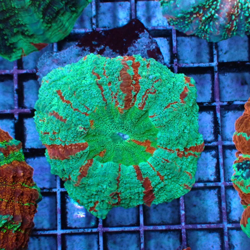 アザミハナガタサンゴ | HOUSE REEF(ハウスリーフ)サンゴ・海水魚