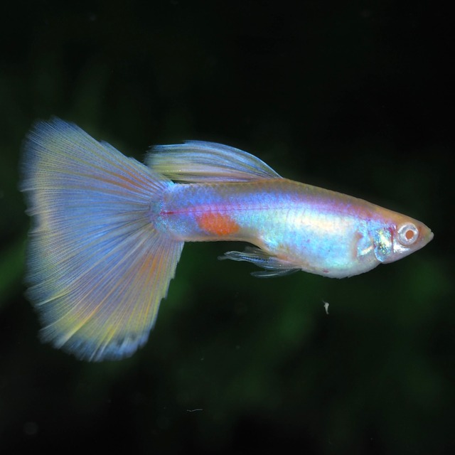 専用　RREAモスコーピンク 1ペア