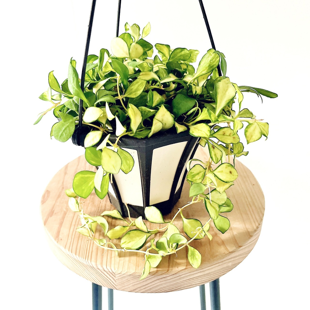 再入荷未定 希少な ホヤ・ヘウスケリアナ＊斑入りハンギング 観葉植物 calm cafe 10