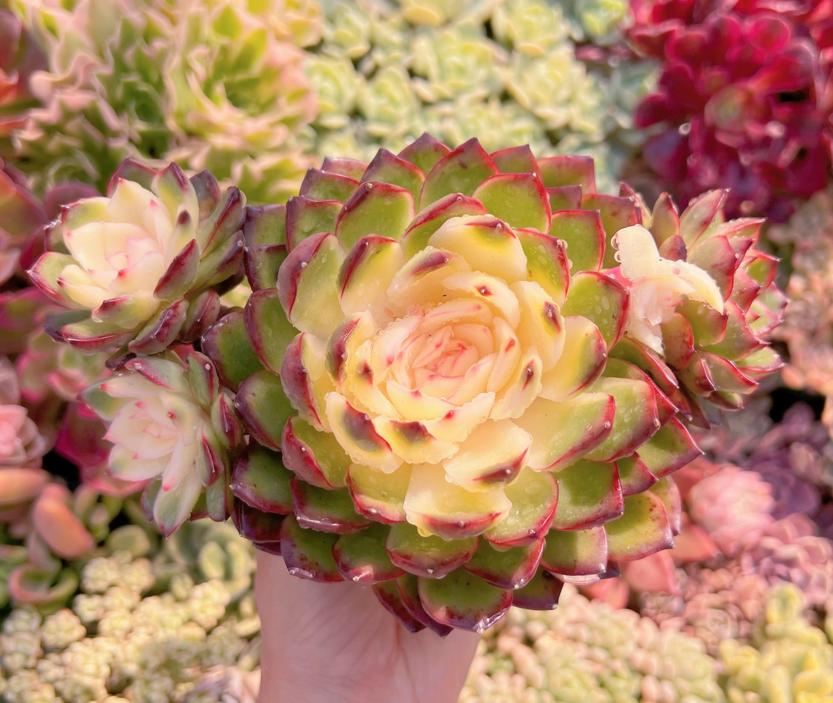 現品　プリリンゼアナ錦#1136　大群生　新入荷　るる農園