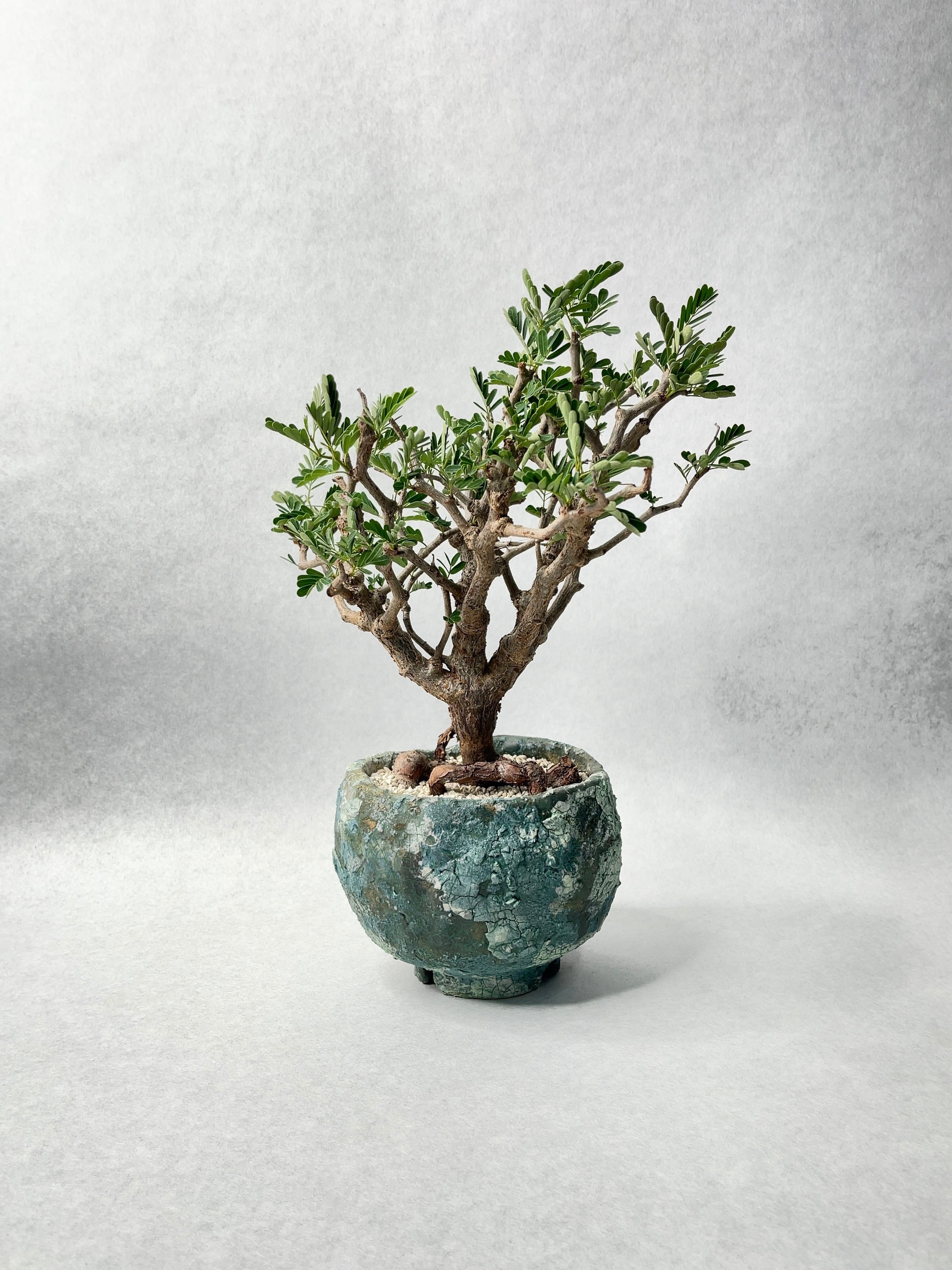 センナ メリディオナリス センナ メリディオナリス | STELLA.PLANTS