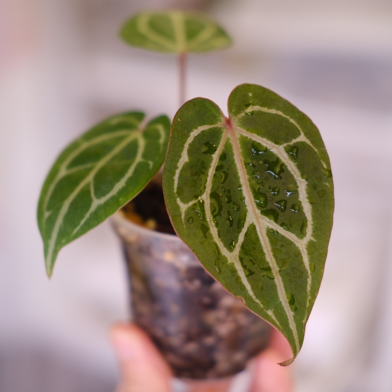 Anthurium.Zara Michelle #4 × A.Zara Michelle #2 / アンスリウム・ミシェル│観葉植物