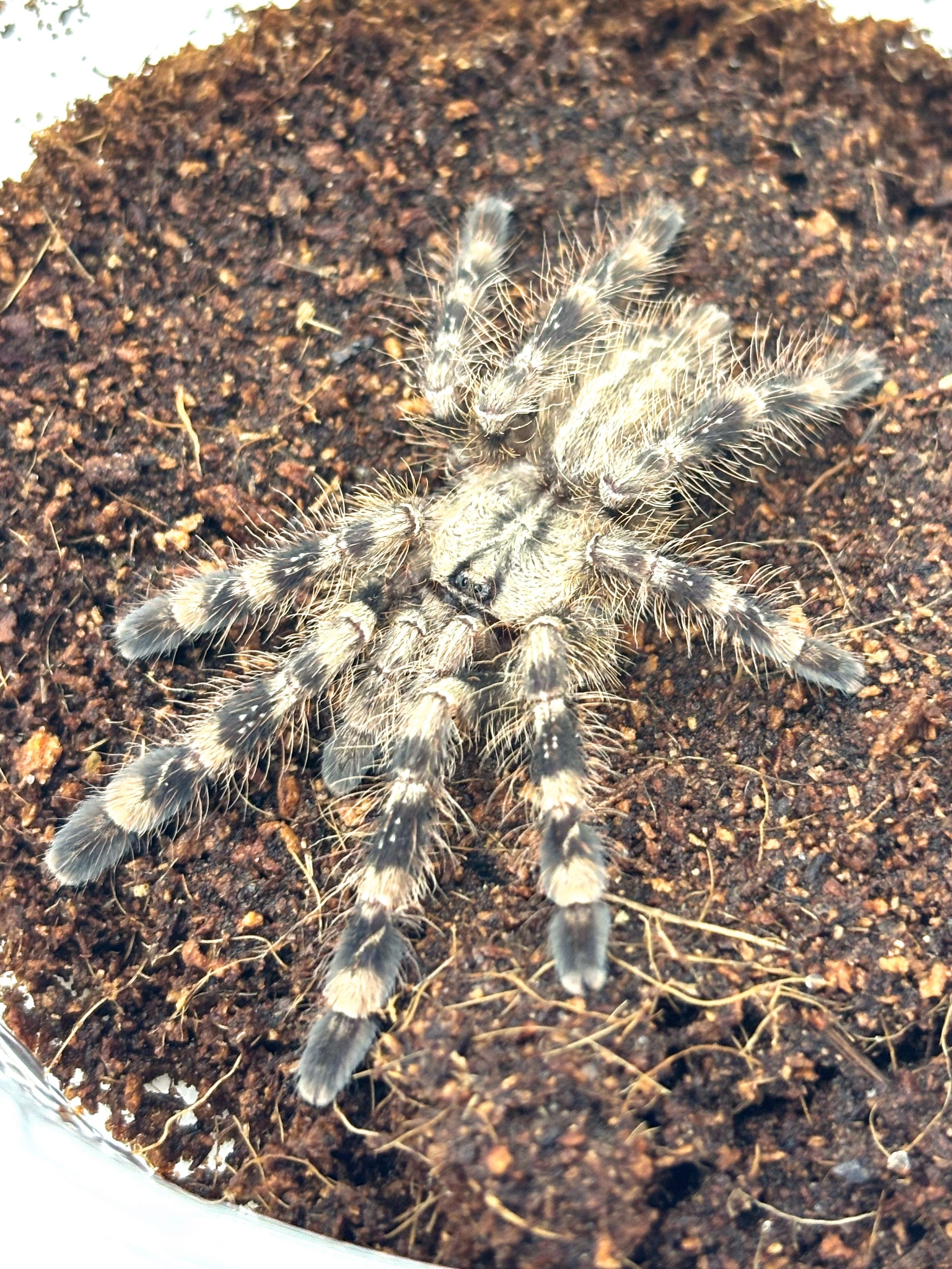 インディアンオーナメンタル Poecilotheria regalis 1匹 | まるころ
