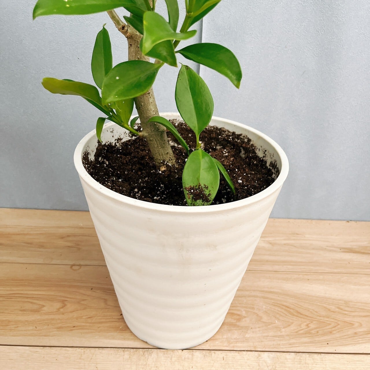 在庫］【珍しい】ファグラエア ベルテロアナ 8号 曲がり 観葉植物 室内