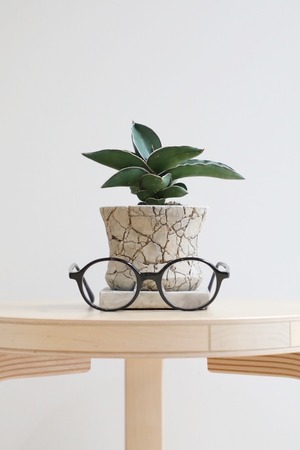 【S】サンスベリア サムライドワーフ/Sanseveria　※陶器鉢付き