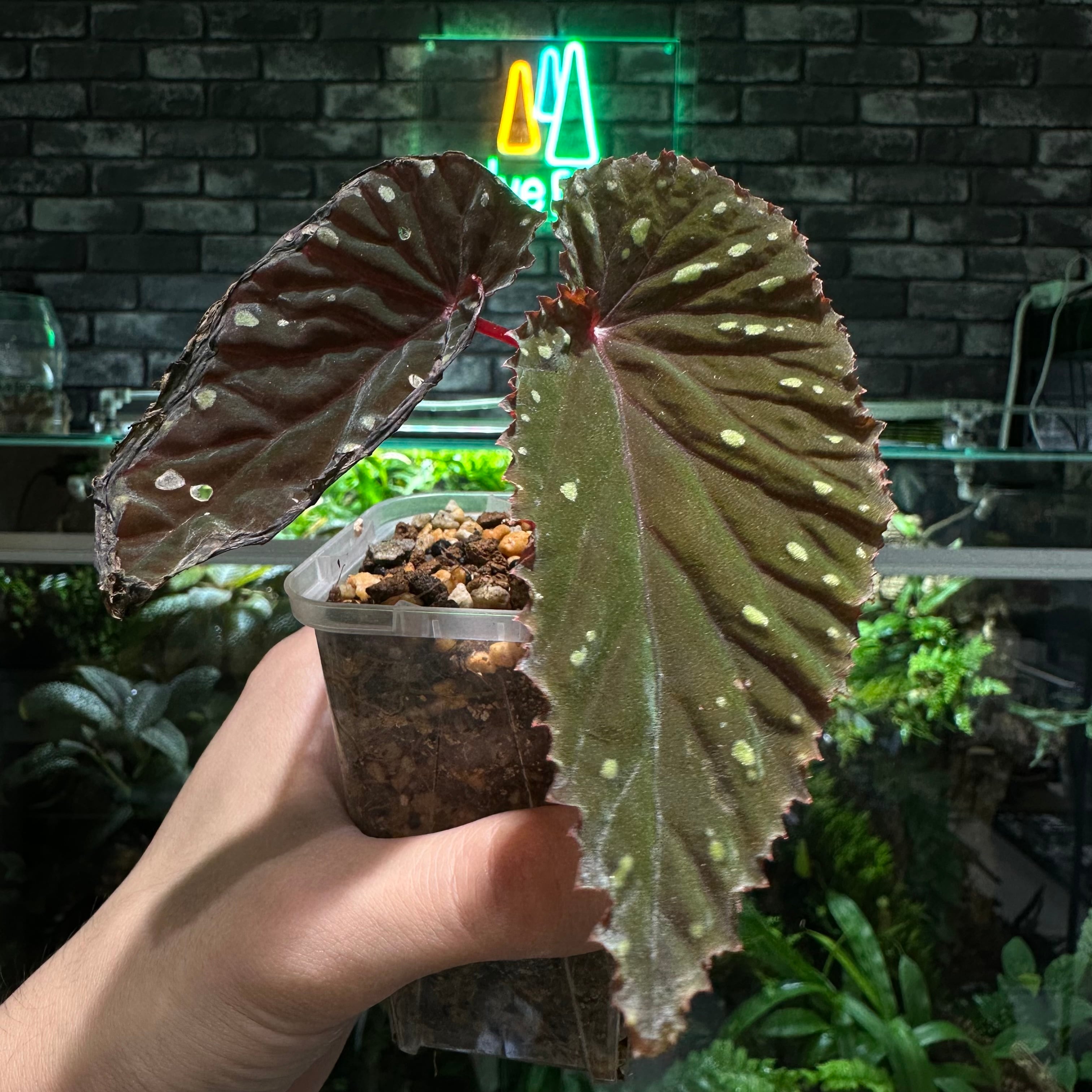 専用　超希少❣️Begonia sp. 'Kapuas hulu' 赤毛　ベゴニア 超希少❣️Begonia sp. 'Kapuas hulu' 赤毛 ベゴニア - メルカリ