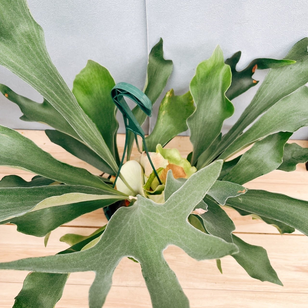 現品］1番 ビカクシダ ネザーランド 7号 コウモリラン 観葉植物 室内