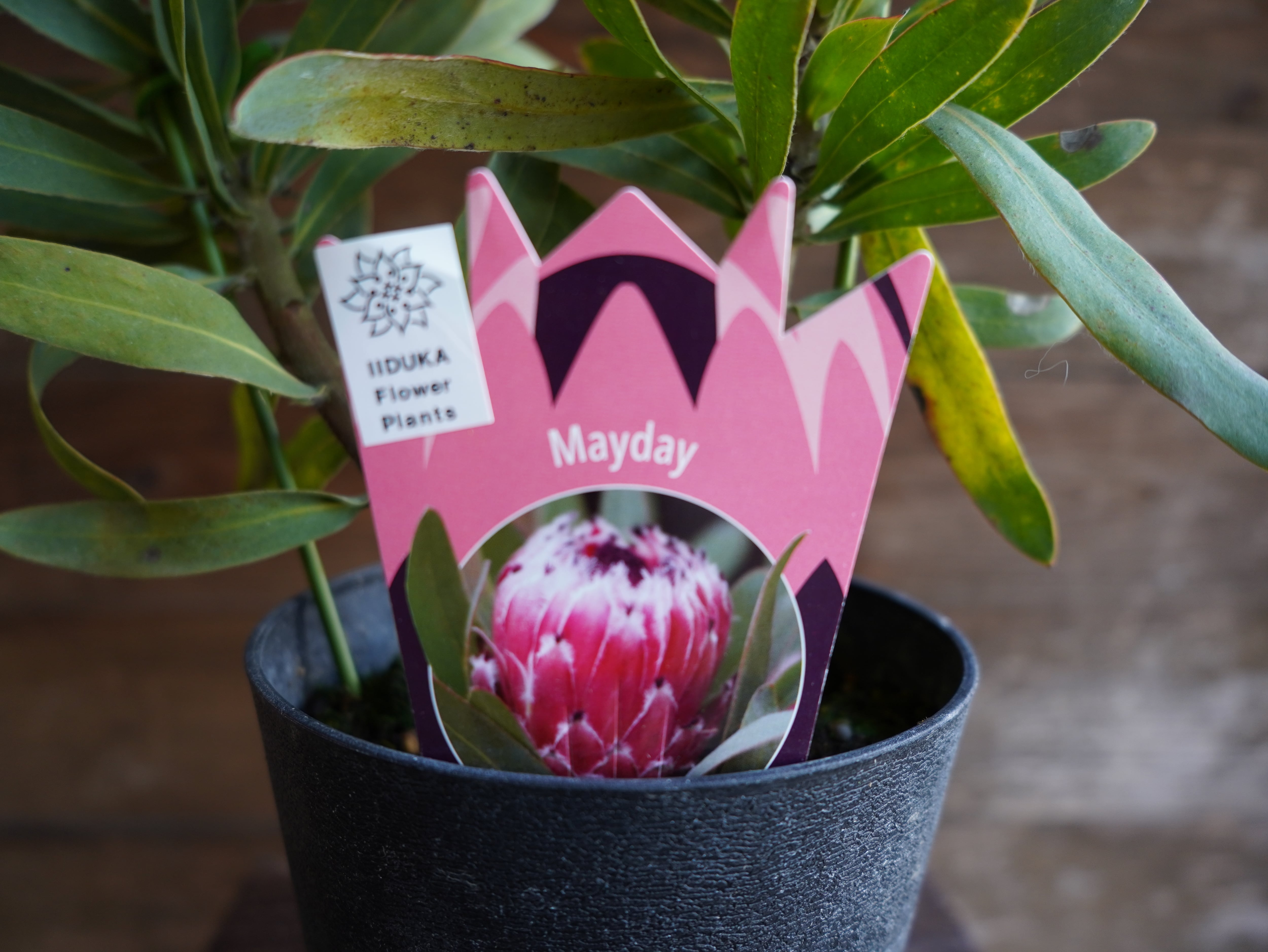 【現物】プロテア　”メイデイ”　