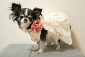 小型犬用ウエディングドレス  -レンタル-