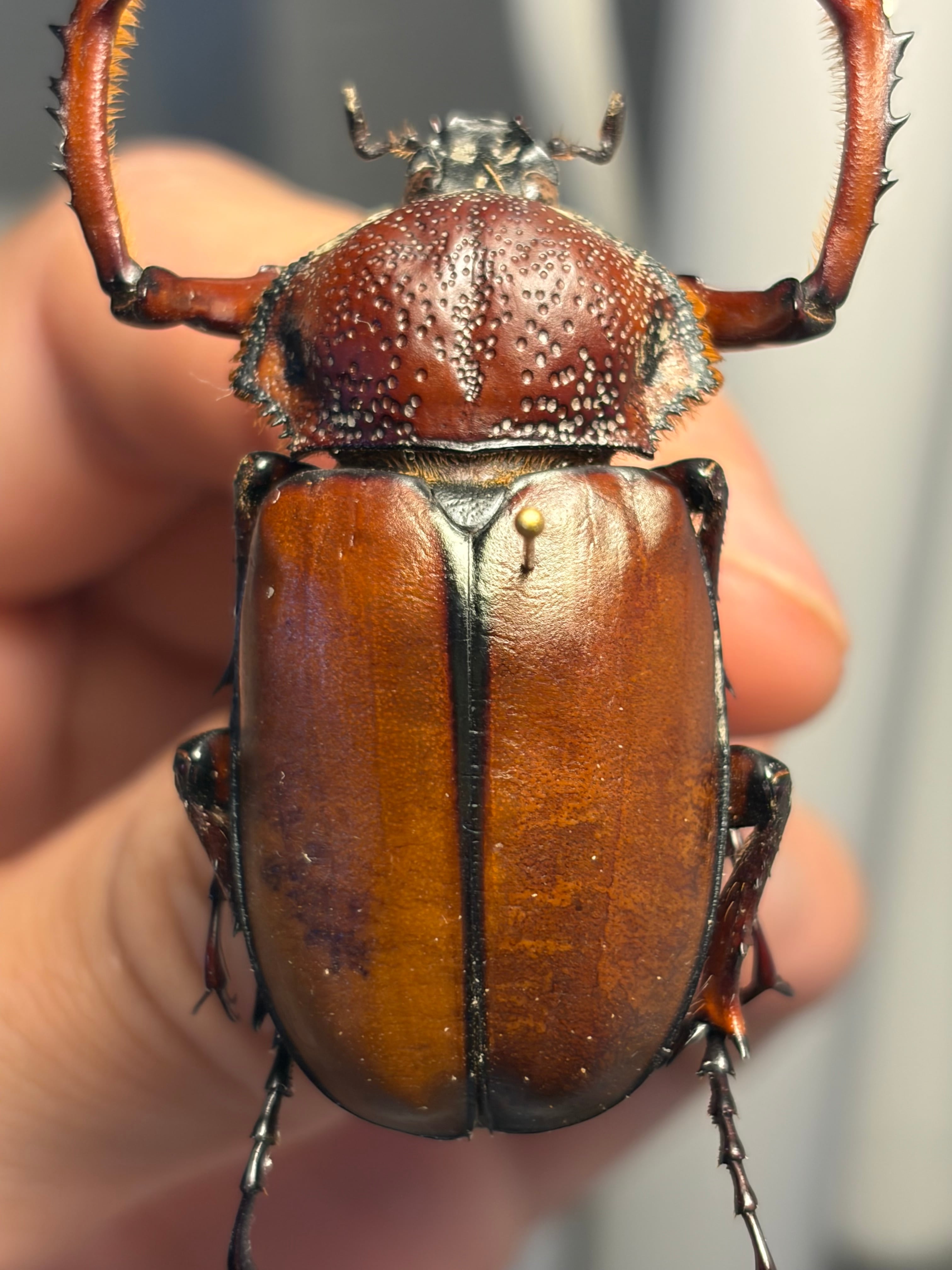 WC43mm】ダビディヒメテナガコガネ 標本 テナガカミキリ 昆虫標本 甲虫