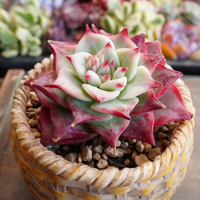 15%OFF！　※再入荷※【エコラ 】エケベリア　紅葉抜群　韓国多肉　赤爪