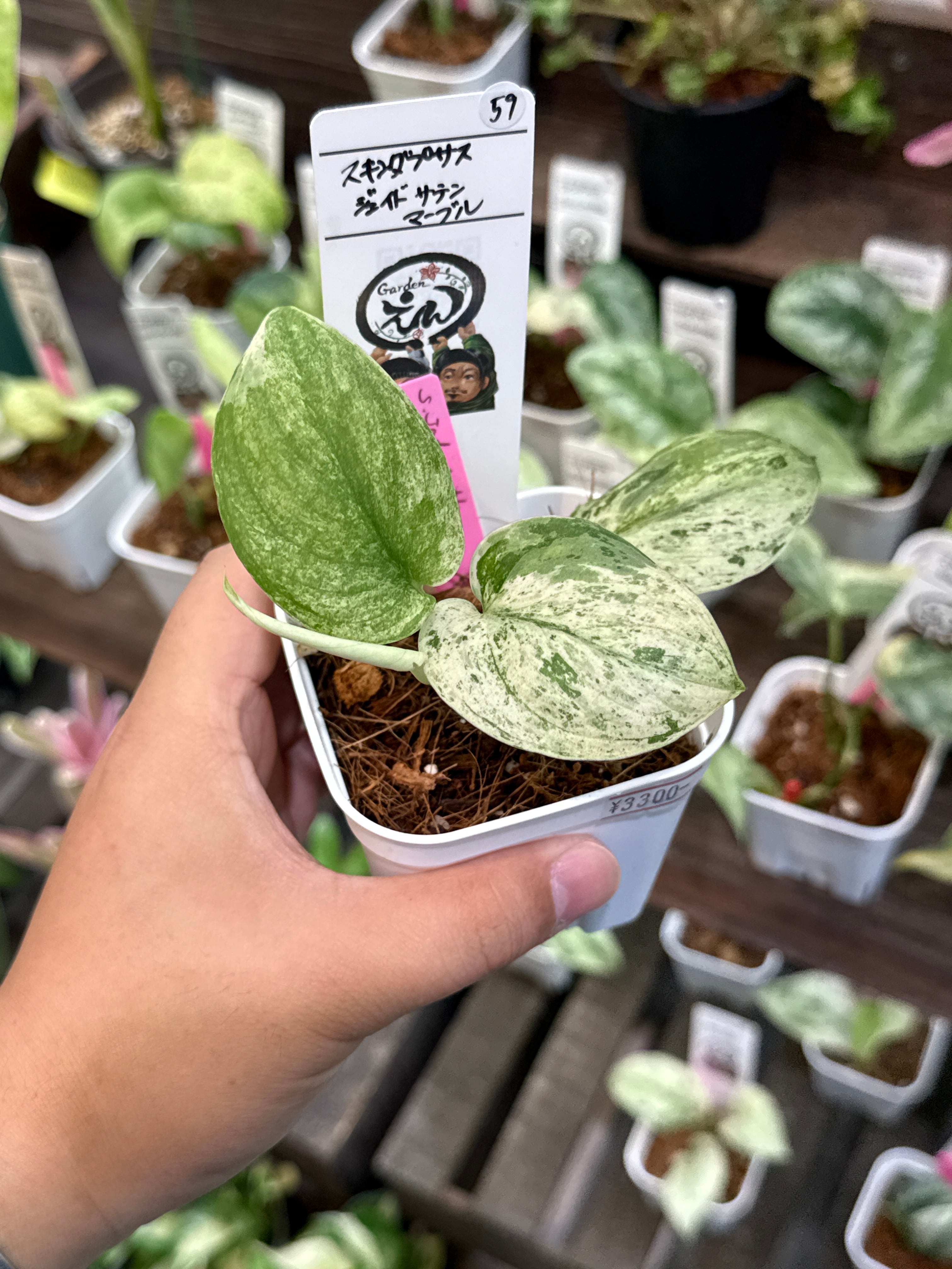 59. スキンダプサス ジェイドサテンマーブル | Gardenえん 【観葉熱帯