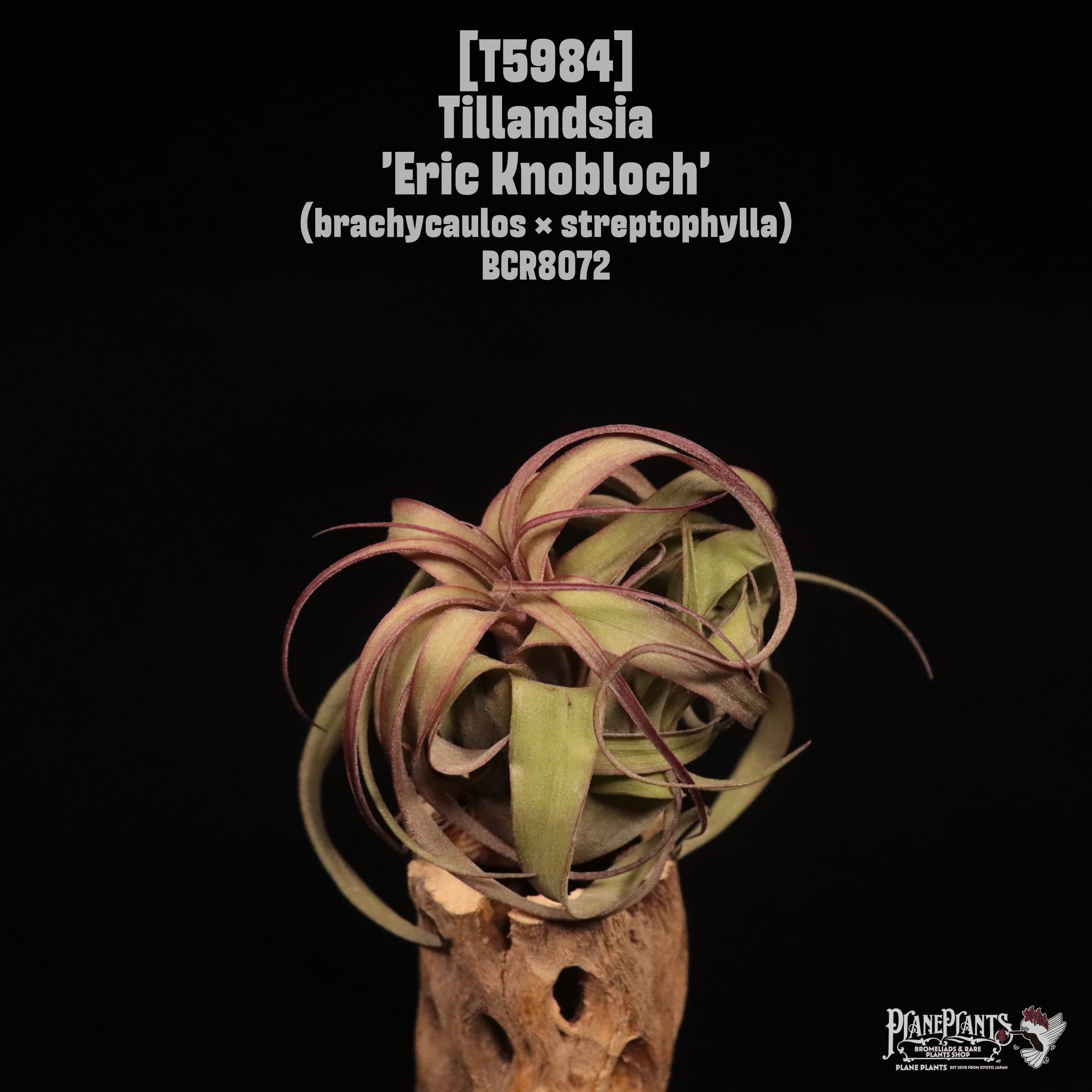 Tillandsia 'Eric Knobloch'〔ティランジア〕T5984