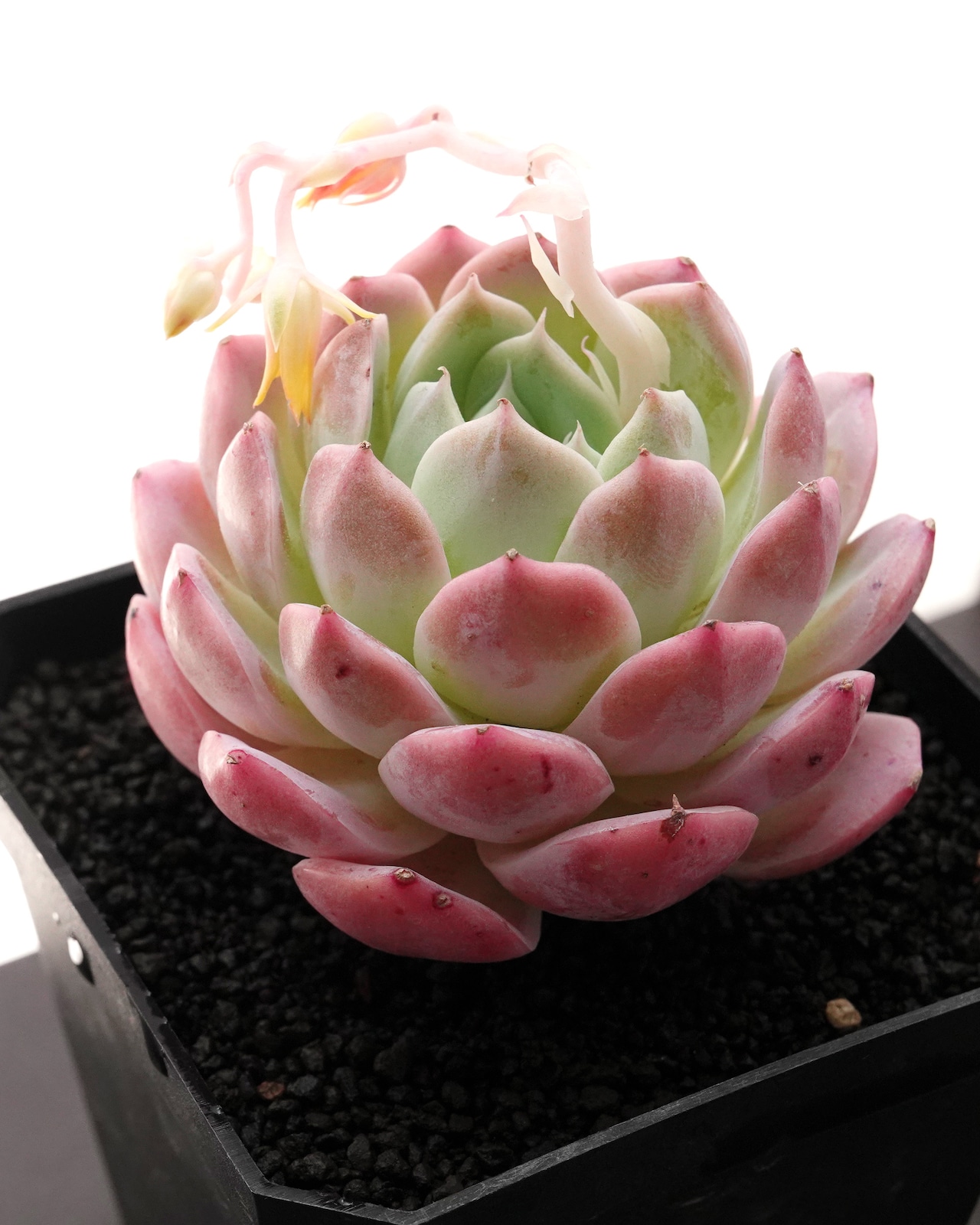 カット苗 ピンクロマンス 【日本初上陸?!】 Echeveria 'Pink Romance'
