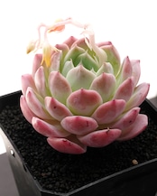 カット苗 ピンクロマンス 【日本初上陸?!】 Echeveria 'Pink Romance'