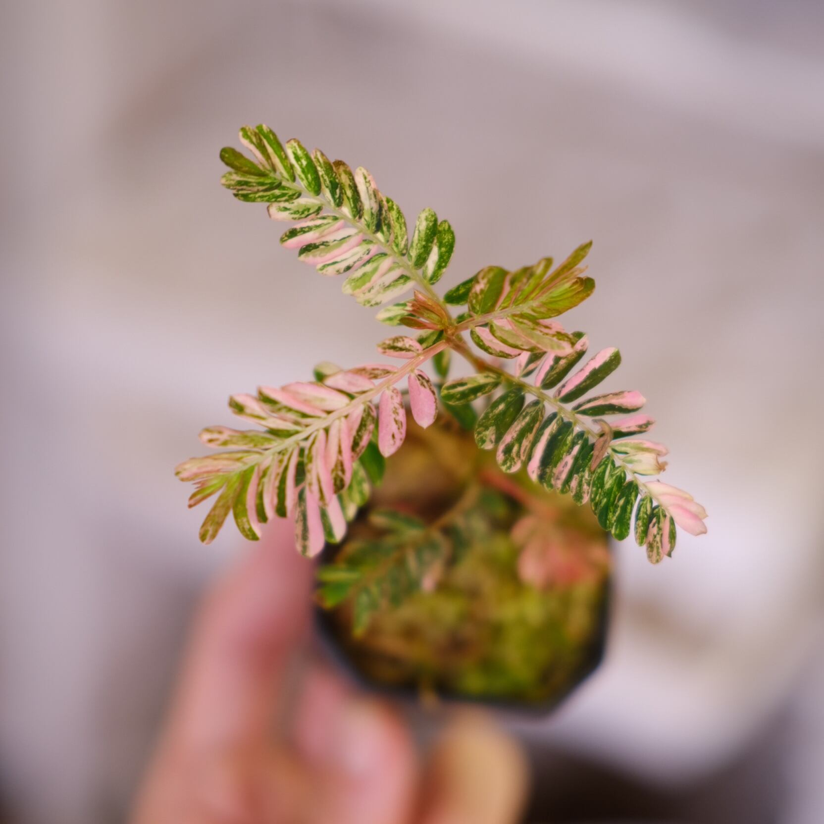 Phyllanthus urinaria 'Pink Variegated'⑤ / フィランサス