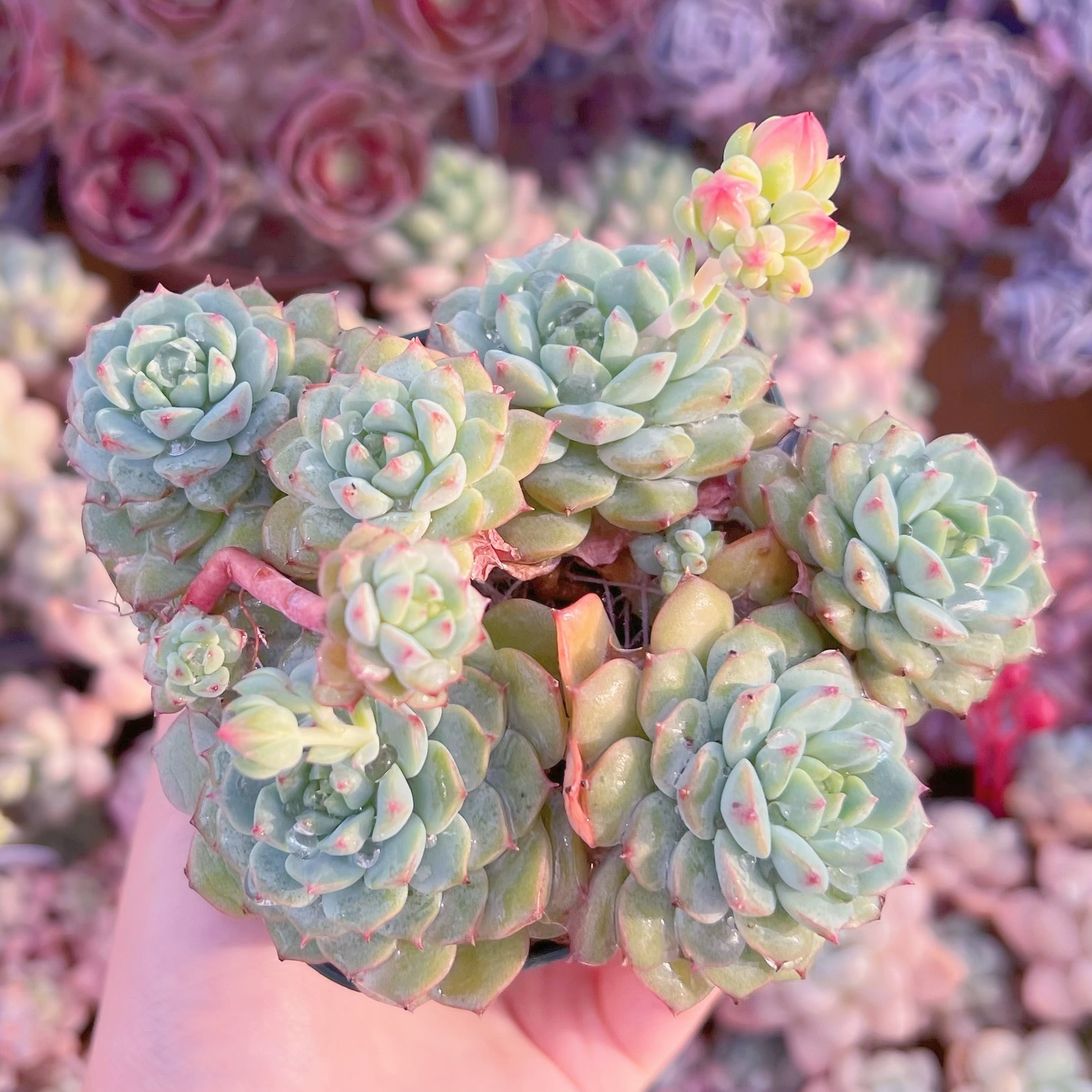 現品　パンダフェス#064　るる農園