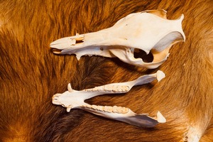 猪骨格標本　頭骨