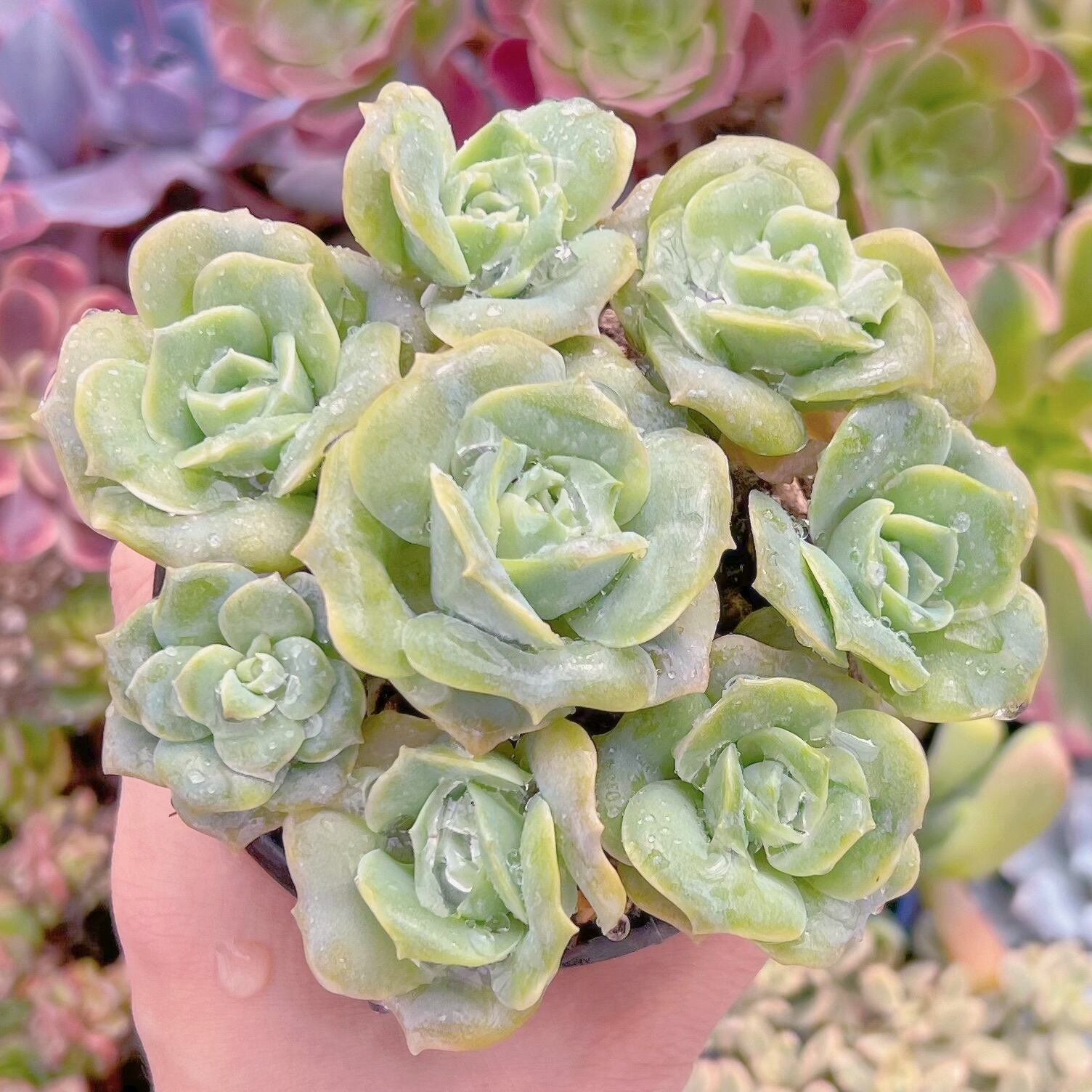 現品　ラブリーローズ#254   古株　るる農園