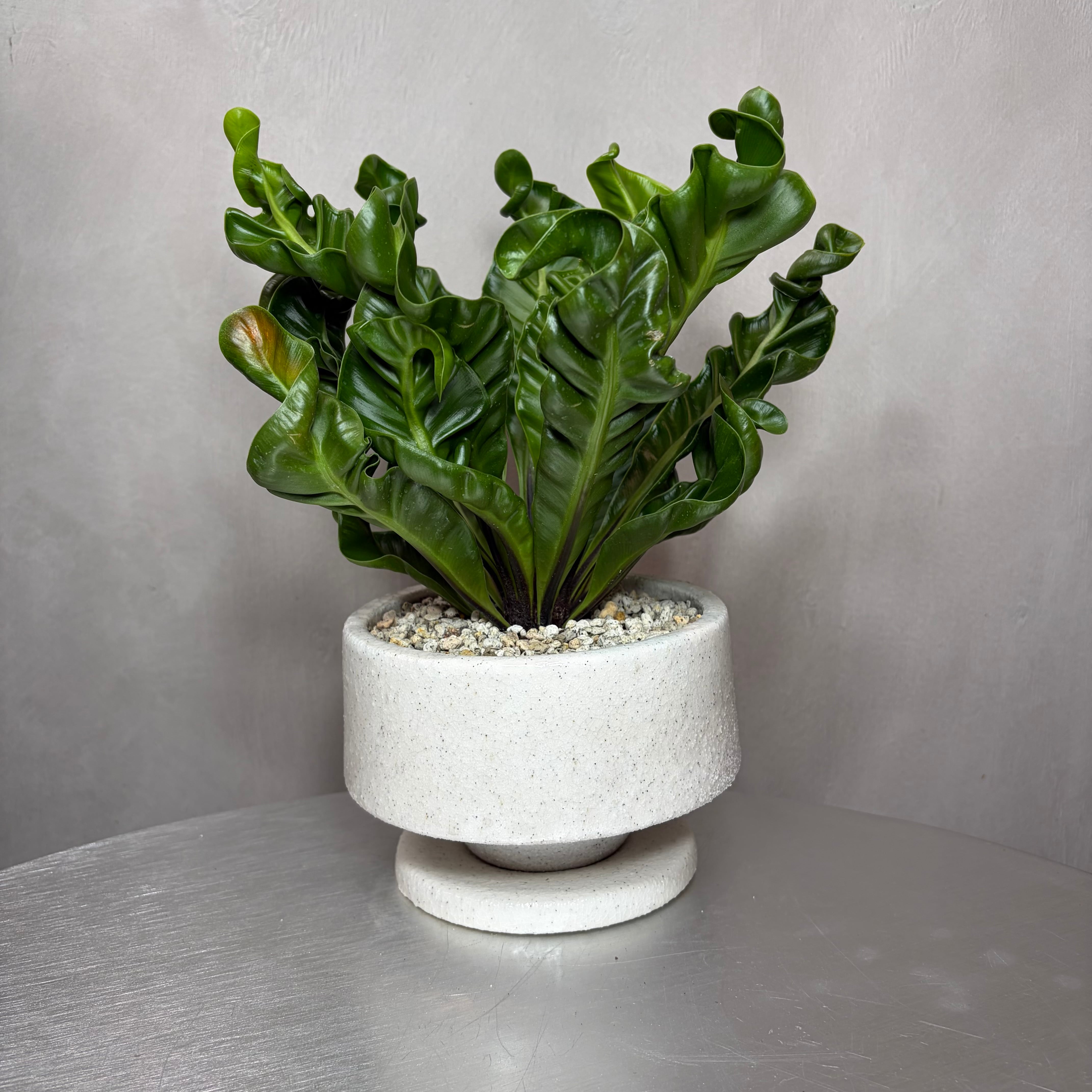 アスプレニウム コブラ 観葉植物 陶器鉢 植え込み