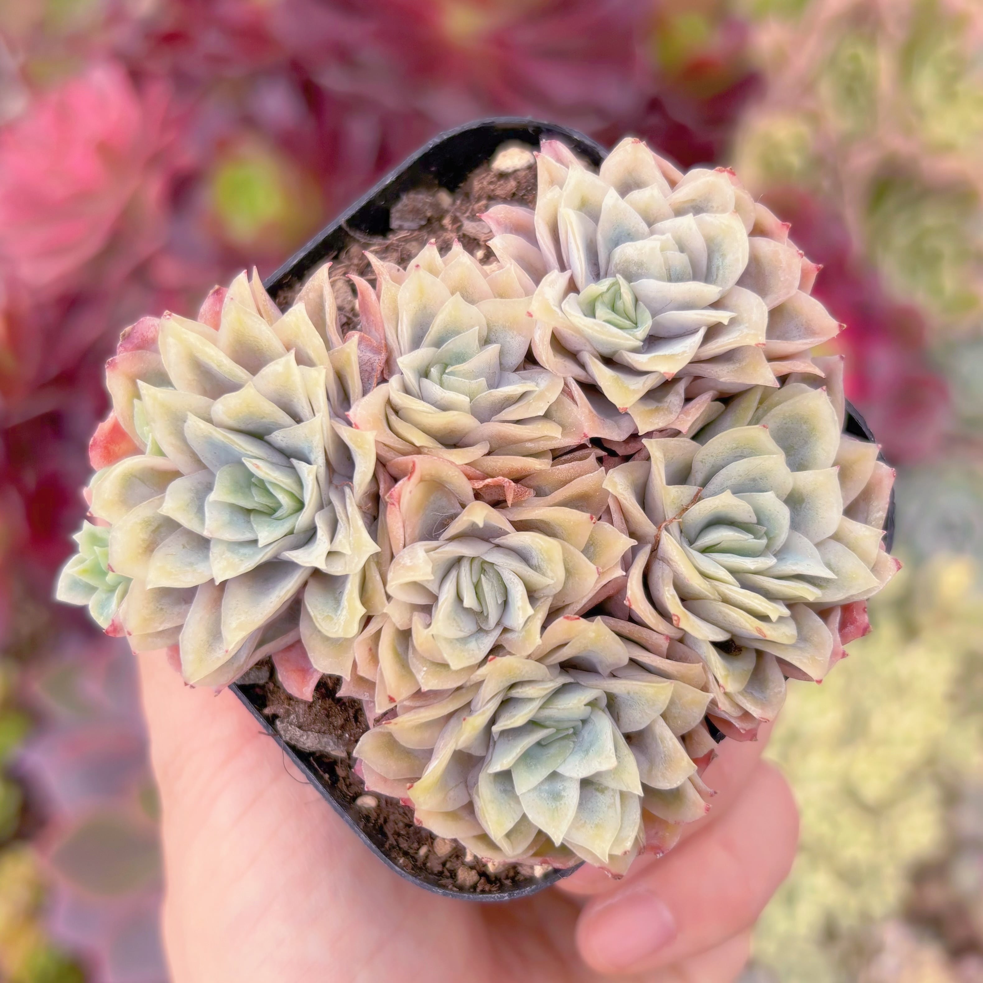 現品　クィーンローズ覆輪錦#545　るる農園