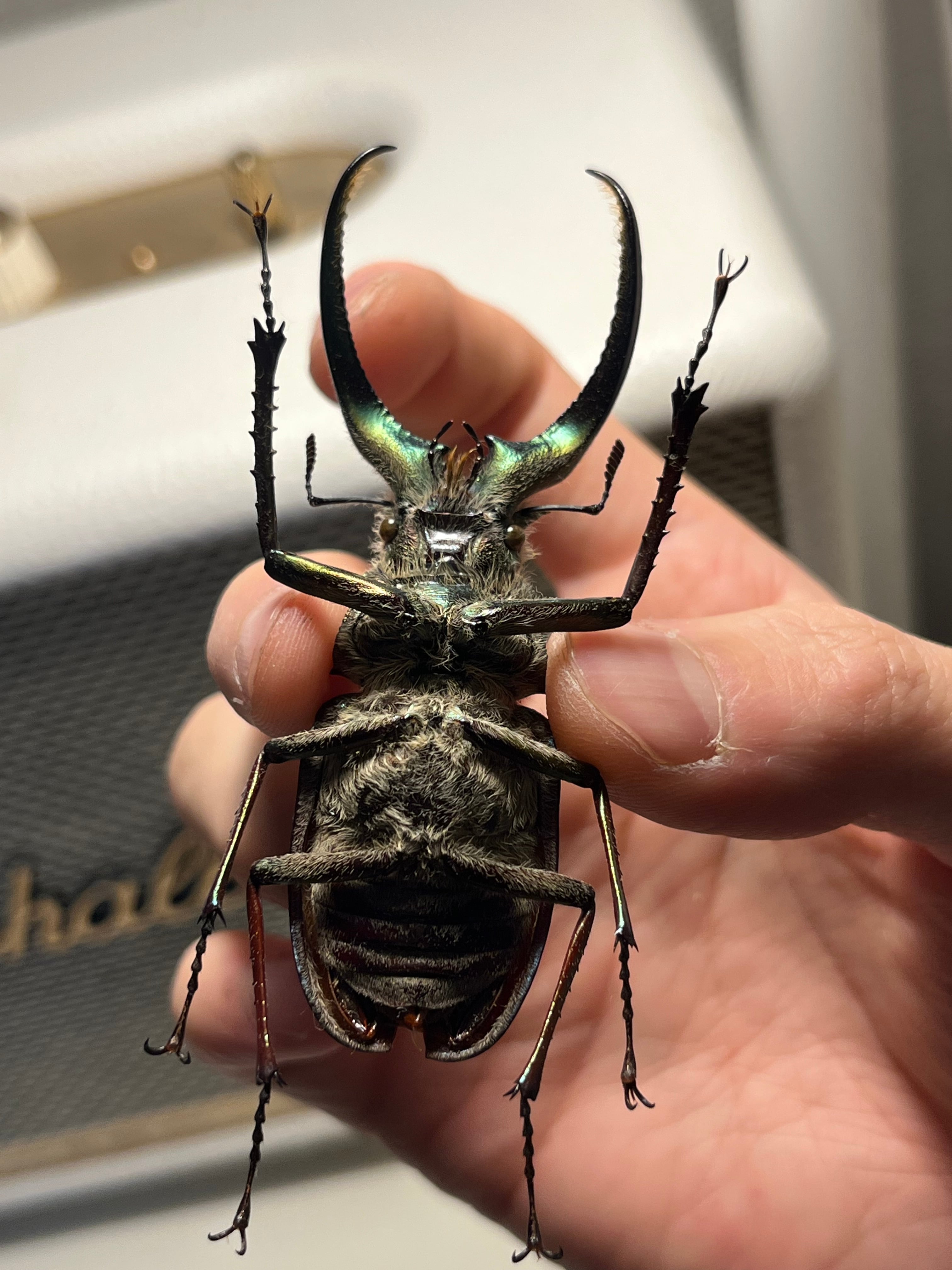 顎MAZIORA】ギガンテウスシワバネクワガタ 昆虫標本 ニジイロクワガタ