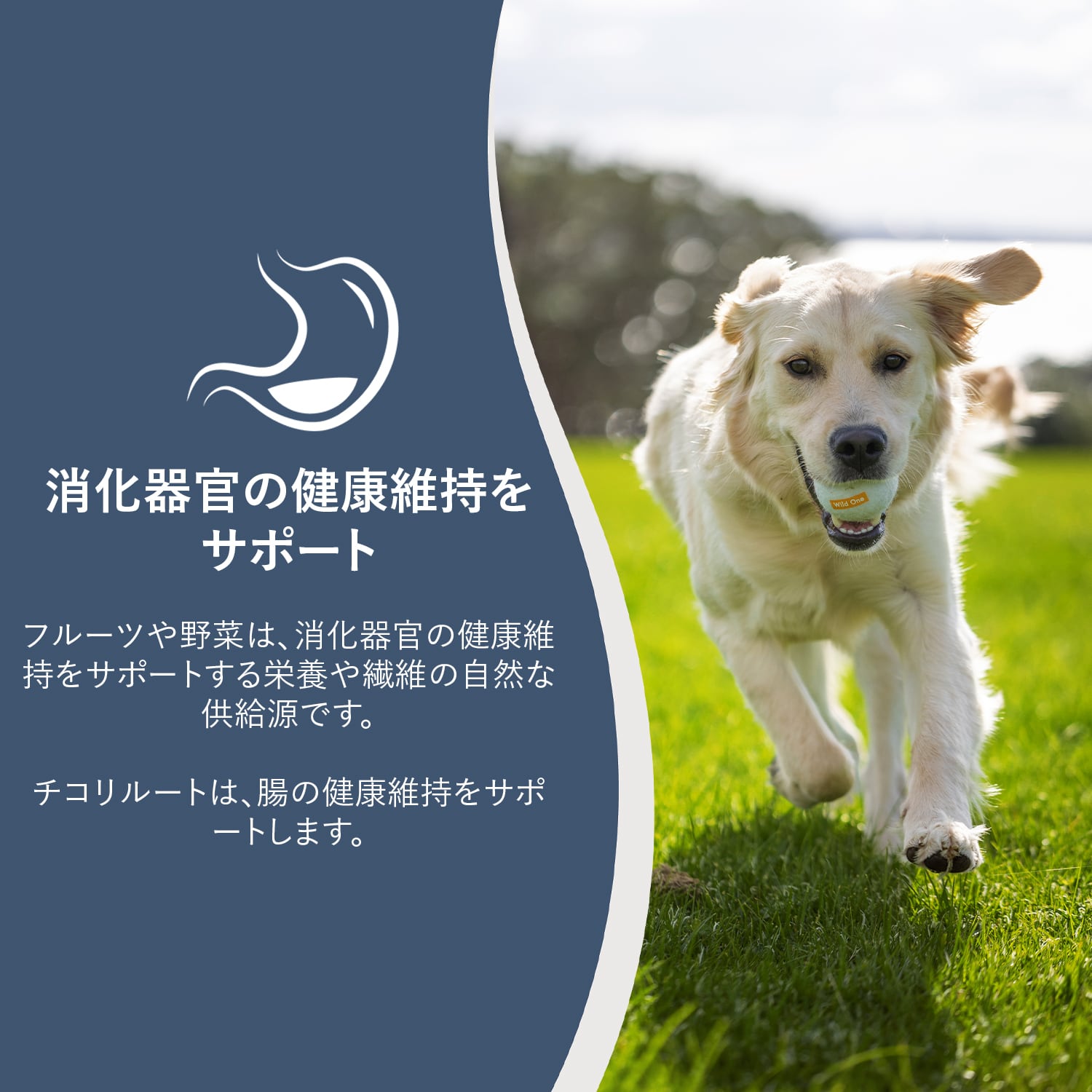 ZIWI Peak (ジウィ ピーク) スチーム＆ドライ ドッグ ラム 800g｜全