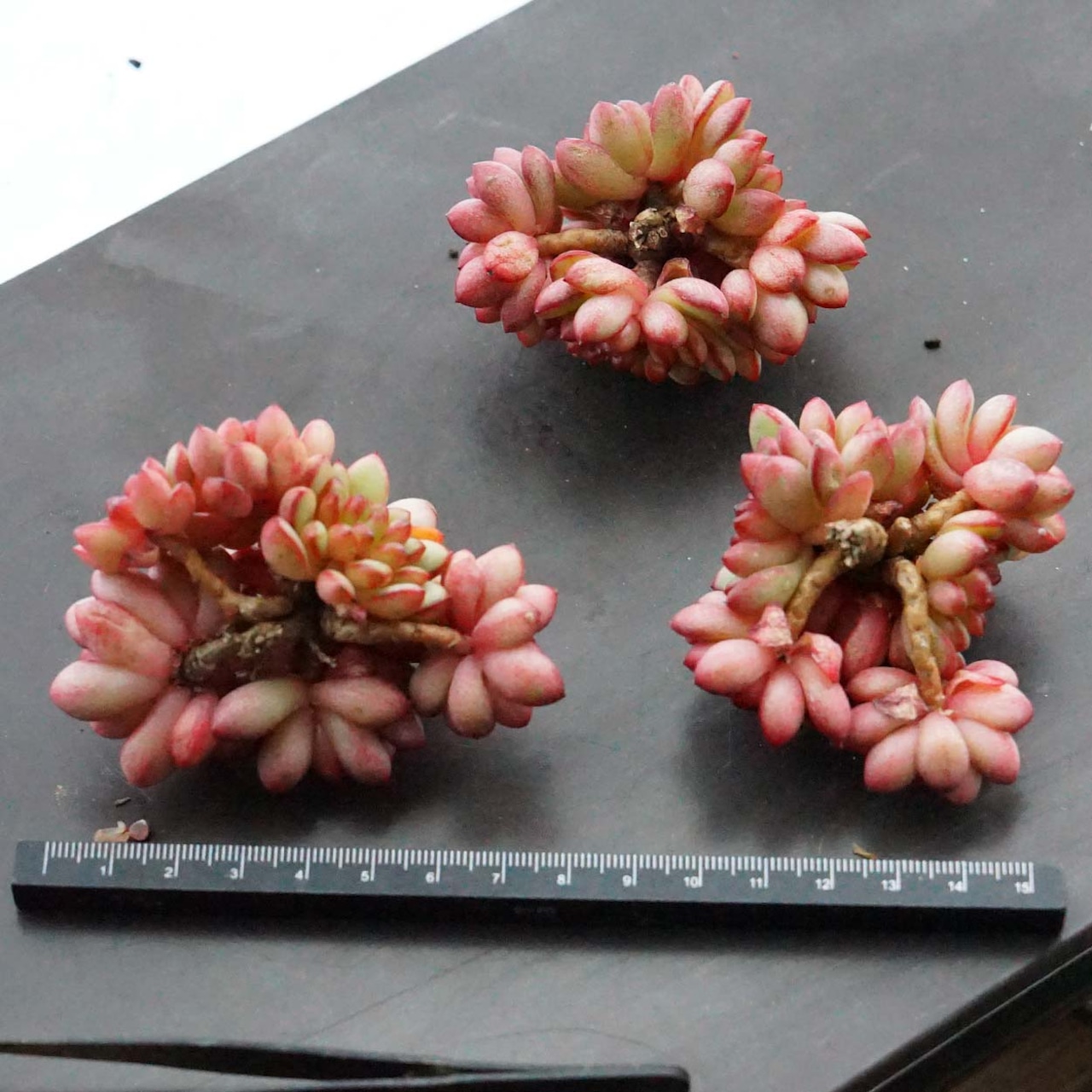 カット苗 アダム 群生株 Echeveria 'Adam'