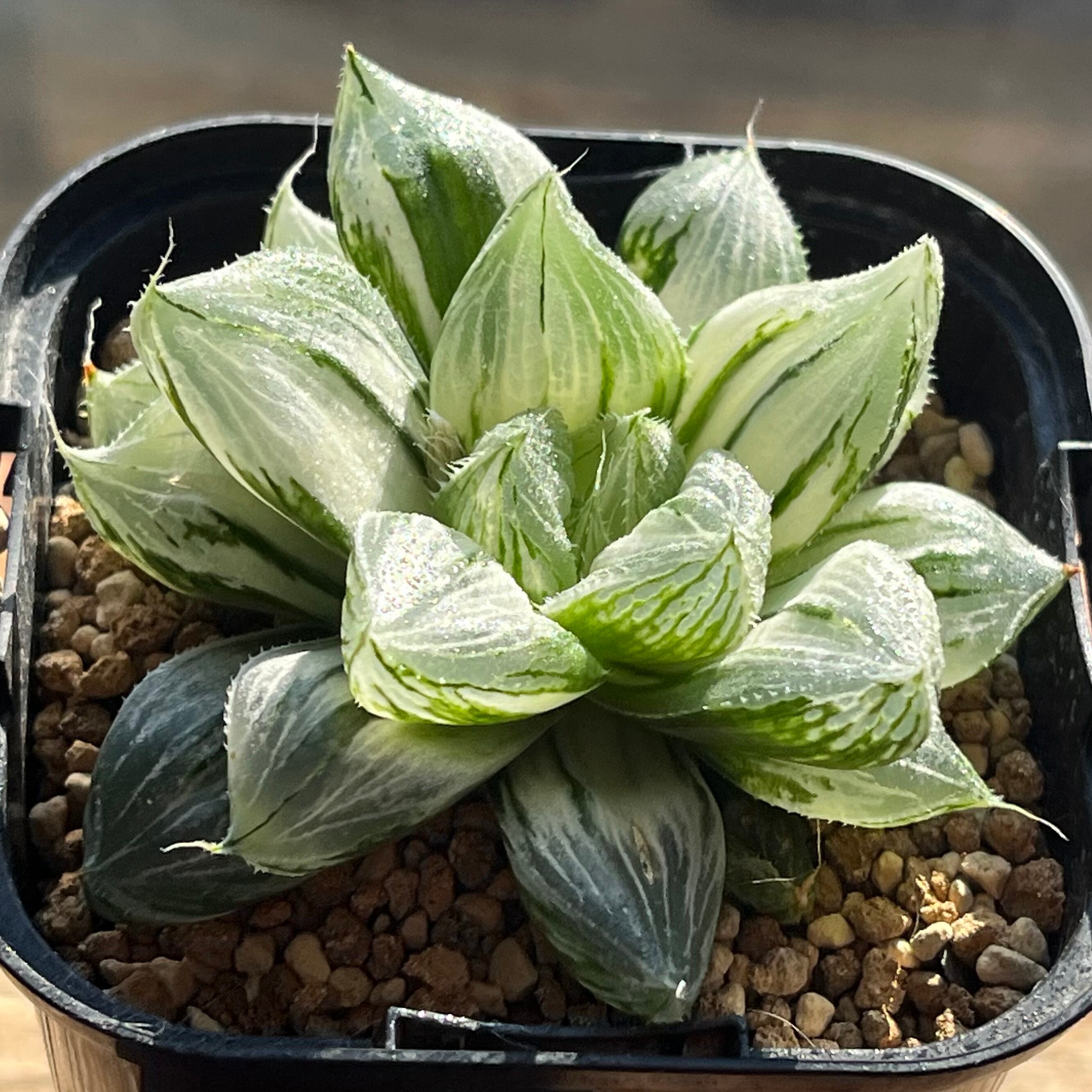 ハオルチア 三仙寿錦 | mocono_plants