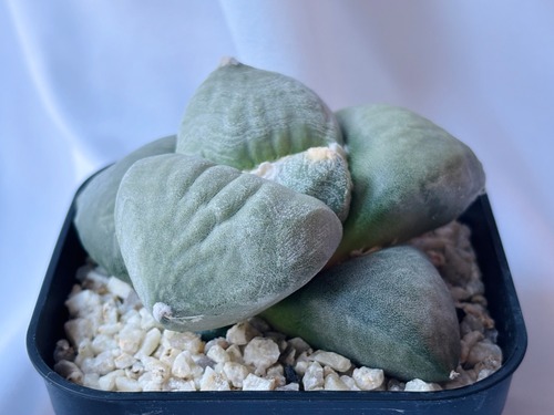 Ariocarpus furfuraceus f.　アリオカルプス　大蓮葵×大疣青磁牡丹　サボテン