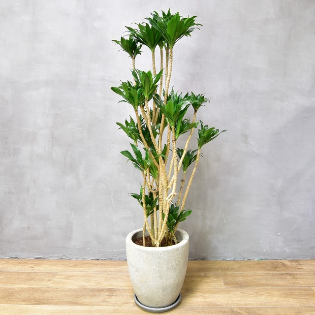 ドラセナ・デレメンシス コンパクタ植木鉢込み【大阪市内へ発送のお客様限定商品】送料無料