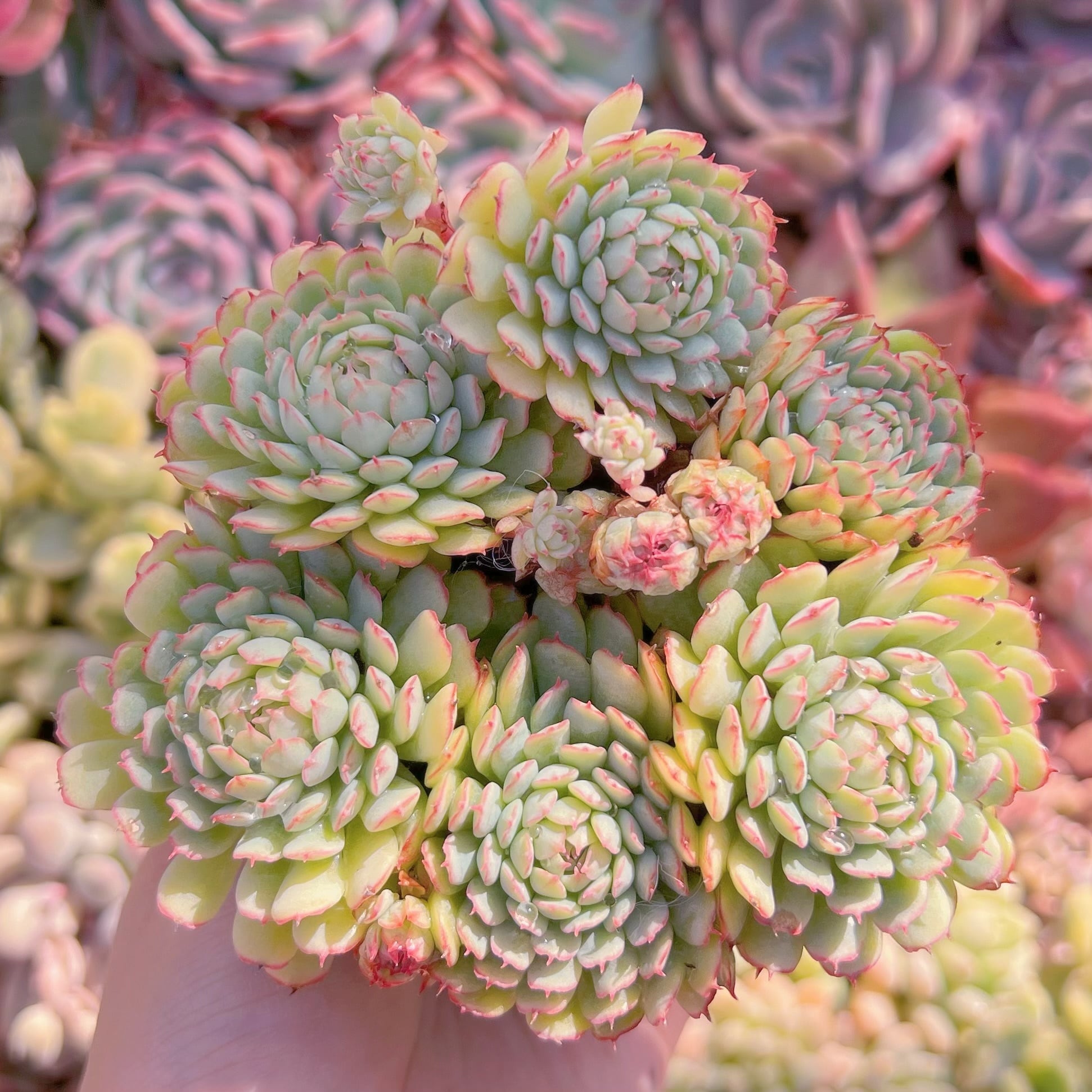 現品　グロブローサx静夜#886   るる農園