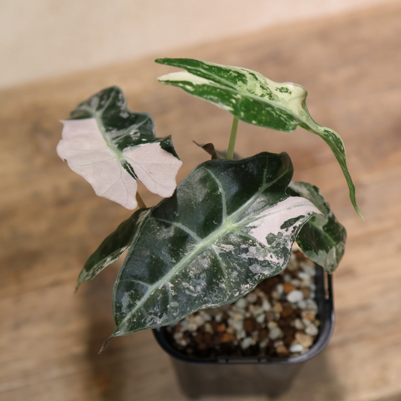 d53e13253026c445af1527dfae25d2