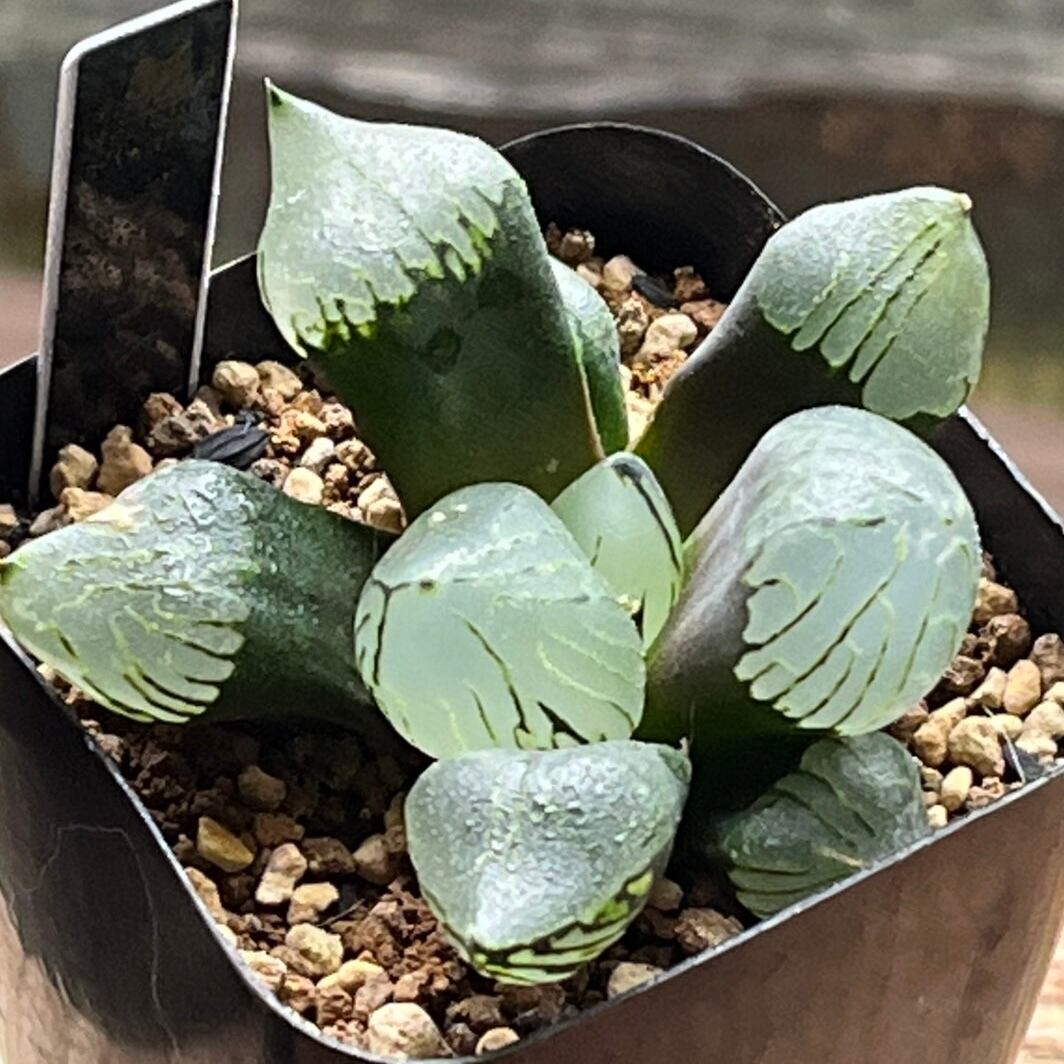 ハオルチア アトロフスカミュータント錦 ハオルチア アトロフスカミュータント錦 | mocono_plants