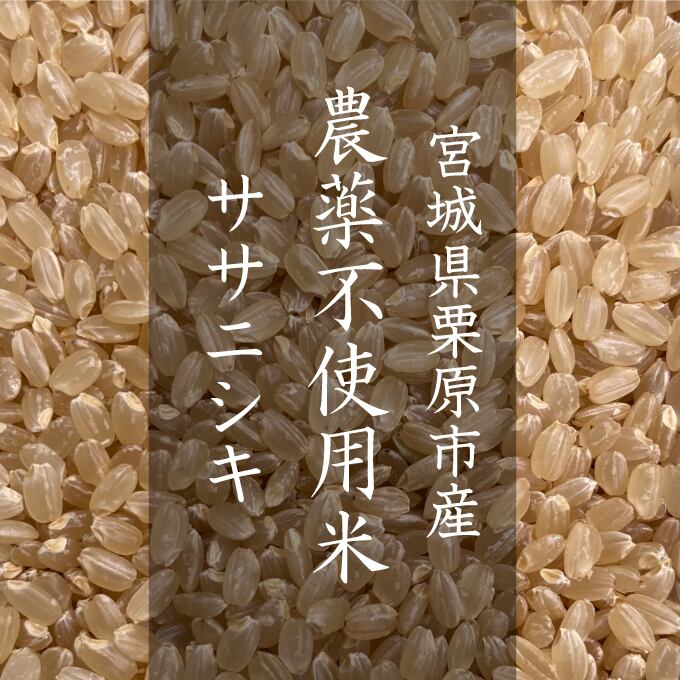 有機JAS】宮城県栗原市 斎藤政憲さんのササニシキ（1kg） | 梶谷米穀店