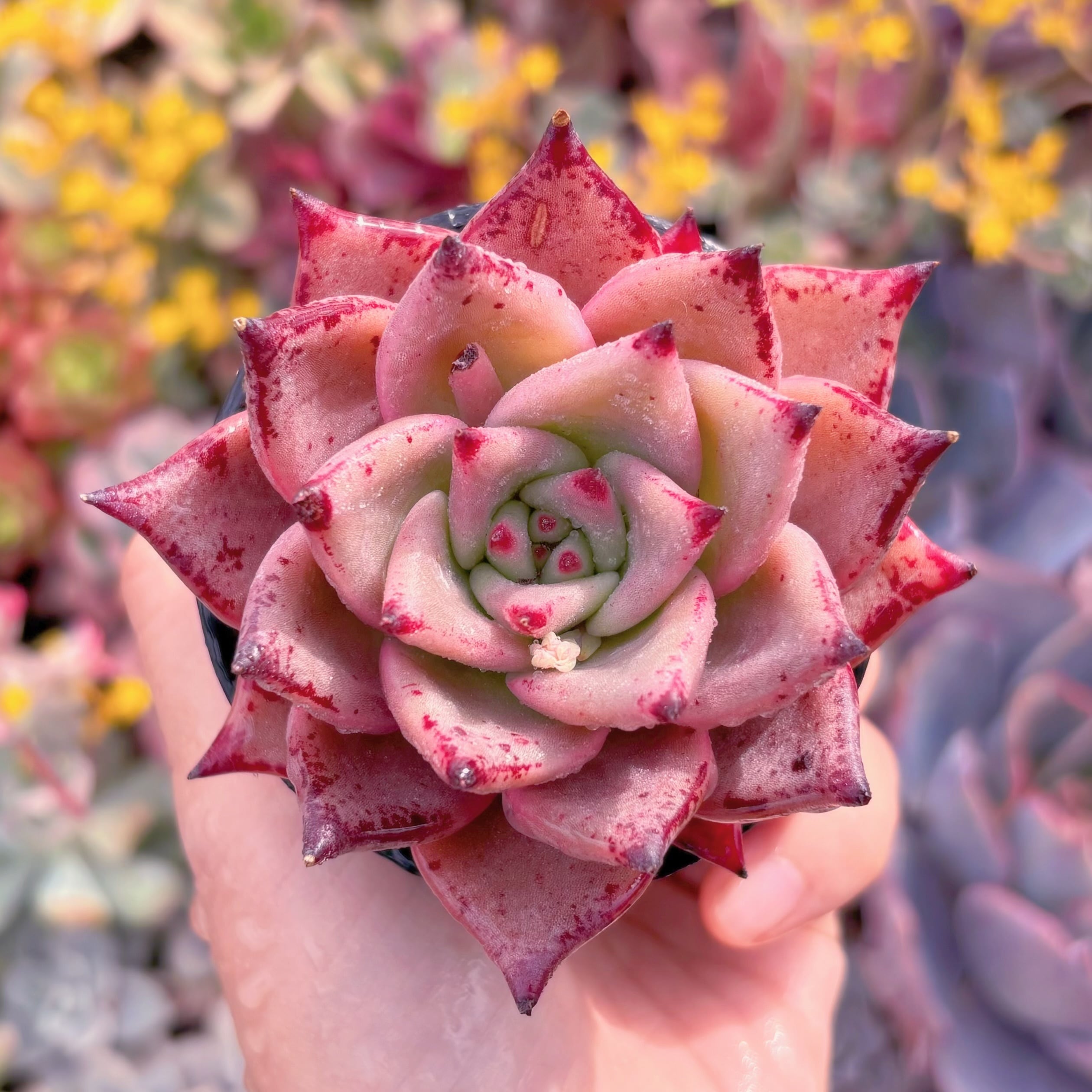 現品　ブラッドロメオ#A095　るる農園